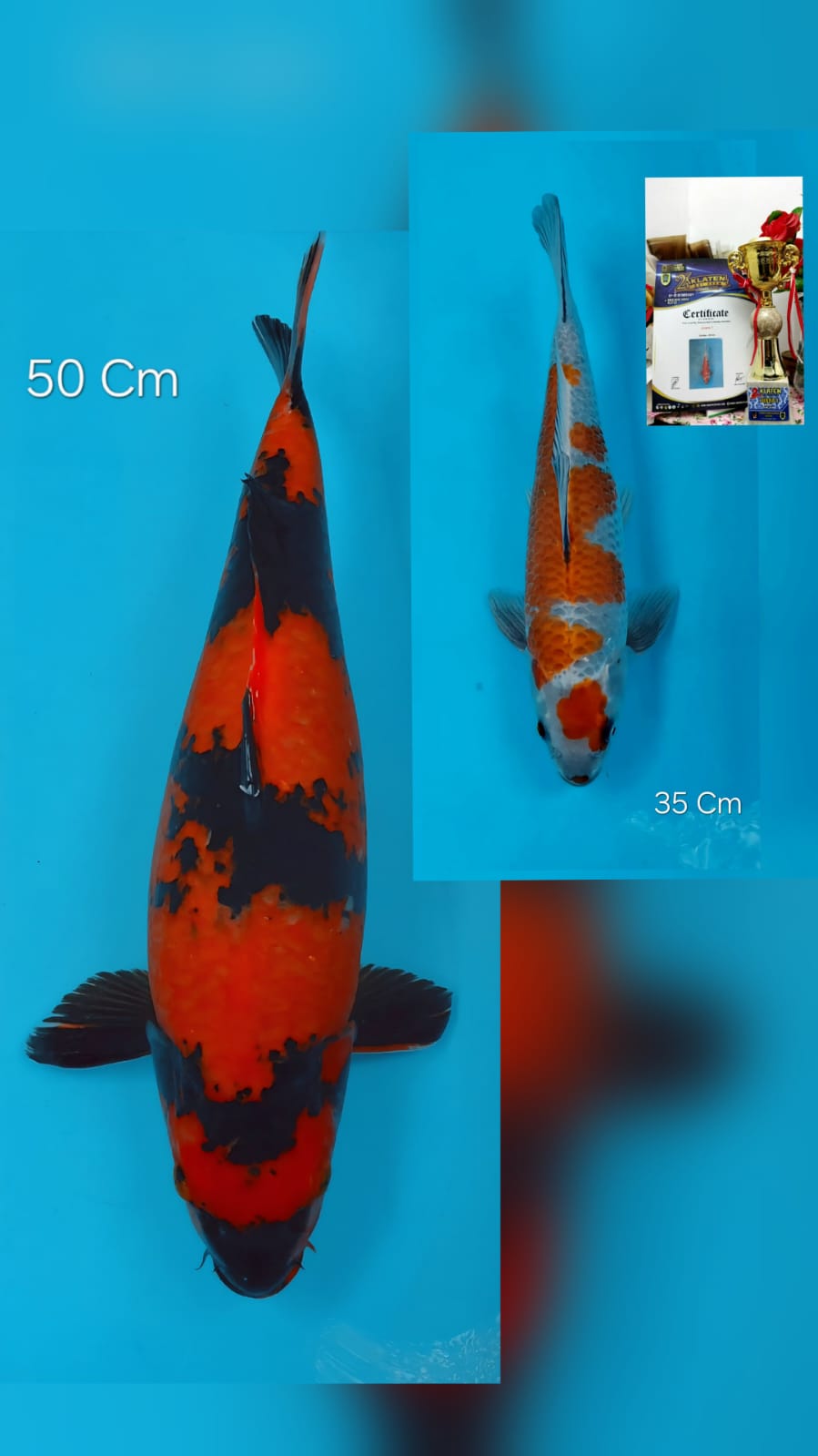 Lelang Koi Online, Jual Beli Ikan Koi, Pasar Koi Terbaik, Agen Lelang Koi, Penawaran Koi Berkualitas, Harga Jual Koi, Lelang Ikan Koi Import, Beli Koi Online, Jual Koi Murah, Koi Showroom, Penjual Koi Terpercaya, Lelang Koi Jakarta, Jual Koi Lokal, Koi Kualitas Unggul, Harga Terbaik Koi, Jual Koi Indukan, Lelang Ikan Hias Koi, Pasar Koi Indonesia, Beli Koi Berkualitas Tinggi, Koi Farm Terbesar, Jual Beli Koi Impor, Lelang Ikan Koi Kualitas Premium, Daftar Harga Koi Terbaru, Pusat Jual Beli Koi, Info Lelang Koi Hari Ini.
