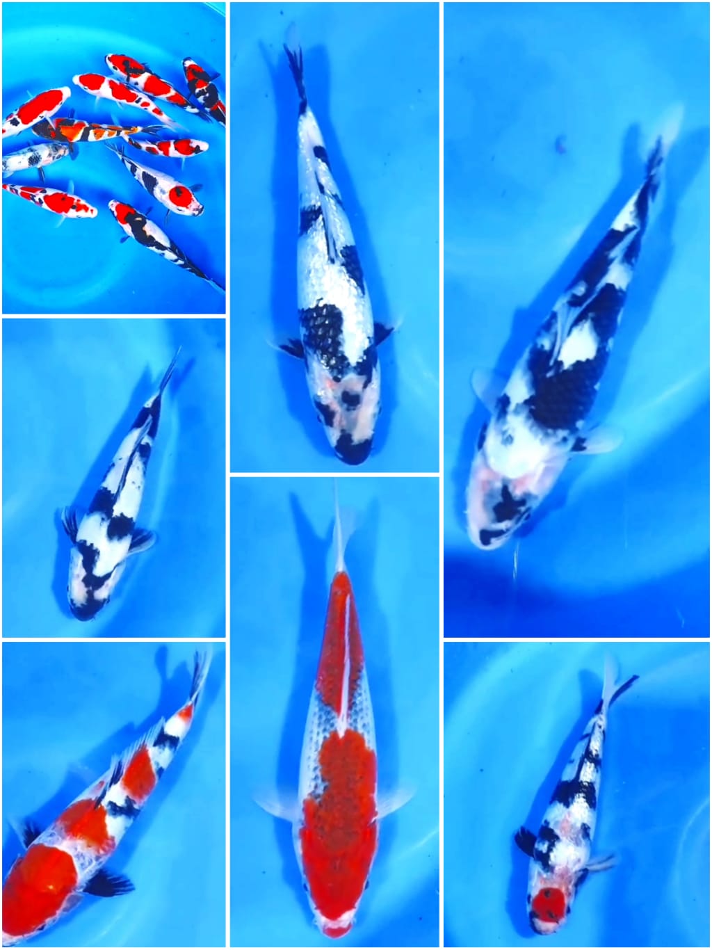 Lelang Koi Online, Jual Beli Ikan Koi, Pasar Koi Terbaik, Agen Lelang Koi, Penawaran Koi Berkualitas, Harga Jual Koi, Lelang Ikan Koi Import, Beli Koi Online, Jual Koi Murah, Koi Showroom, Penjual Koi Terpercaya, Lelang Koi Jakarta, Jual Koi Lokal, Koi Kualitas Unggul, Harga Terbaik Koi, Jual Koi Indukan, Lelang Ikan Hias Koi, Pasar Koi Indonesia, Beli Koi Berkualitas Tinggi, Koi Farm Terbesar, Jual Beli Koi Impor, Lelang Ikan Koi Kualitas Premium, Daftar Harga Koi Terbaru, Pusat Jual Beli Koi, Info Lelang Koi Hari Ini.