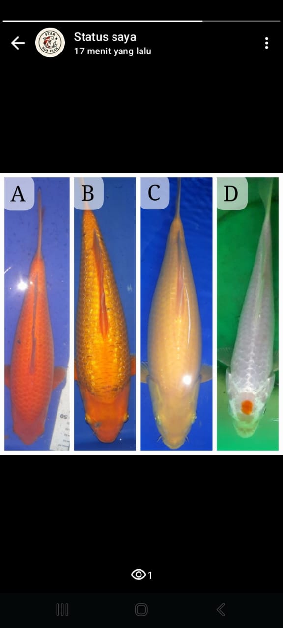 Lelang Koi Online, Jual Beli Ikan Koi, Pasar Koi Terbaik, Agen Lelang Koi, Penawaran Koi Berkualitas, Harga Jual Koi, Lelang Ikan Koi Import, Beli Koi Online, Jual Koi Murah, Koi Showroom, Penjual Koi Terpercaya, Lelang Koi Jakarta, Jual Koi Lokal, Koi Kualitas Unggul, Harga Terbaik Koi, Jual Koi Indukan, Lelang Ikan Hias Koi, Pasar Koi Indonesia, Beli Koi Berkualitas Tinggi, Koi Farm Terbesar, Jual Beli Koi Impor, Lelang Ikan Koi Kualitas Premium, Daftar Harga Koi Terbaru, Pusat Jual Beli Koi, Info Lelang Koi Hari Ini.