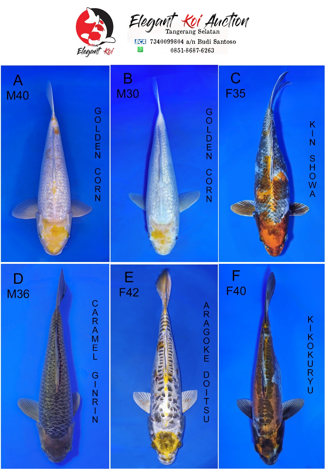 Lelang Koi Online, Jual Beli Ikan Koi, Pasar Koi Terbaik, Agen Lelang Koi, Penawaran Koi Berkualitas, Harga Jual Koi, Lelang Ikan Koi Import, Beli Koi Online, Jual Koi Murah, Koi Showroom, Penjual Koi Terpercaya, Lelang Koi Jakarta, Jual Koi Lokal, Koi Kualitas Unggul, Harga Terbaik Koi, Jual Koi Indukan, Lelang Ikan Hias Koi, Pasar Koi Indonesia, Beli Koi Berkualitas Tinggi, Koi Farm Terbesar, Jual Beli Koi Impor, Lelang Ikan Koi Kualitas Premium, Daftar Harga Koi Terbaru, Pusat Jual Beli Koi, Info Lelang Koi Hari Ini.