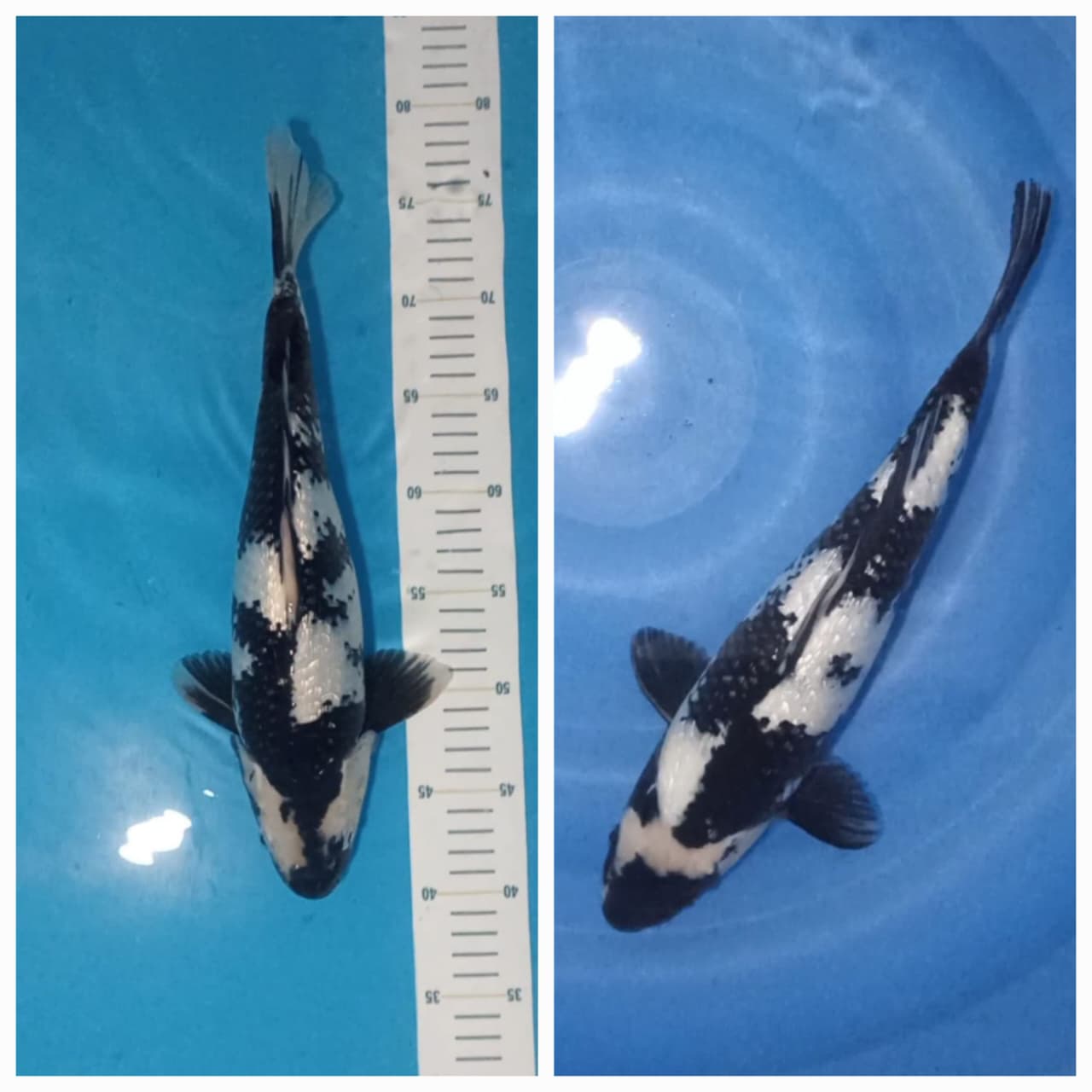 Lelang Koi Online, Jual Beli Ikan Koi, Pasar Koi Terbaik, Agen Lelang Koi, Penawaran Koi Berkualitas, Harga Jual Koi, Lelang Ikan Koi Import, Beli Koi Online, Jual Koi Murah, Koi Showroom, Penjual Koi Terpercaya, Lelang Koi Jakarta, Jual Koi Lokal, Koi Kualitas Unggul, Harga Terbaik Koi, Jual Koi Indukan, Lelang Ikan Hias Koi, Pasar Koi Indonesia, Beli Koi Berkualitas Tinggi, Koi Farm Terbesar, Jual Beli Koi Impor, Lelang Ikan Koi Kualitas Premium, Daftar Harga Koi Terbaru, Pusat Jual Beli Koi, Info Lelang Koi Hari Ini.