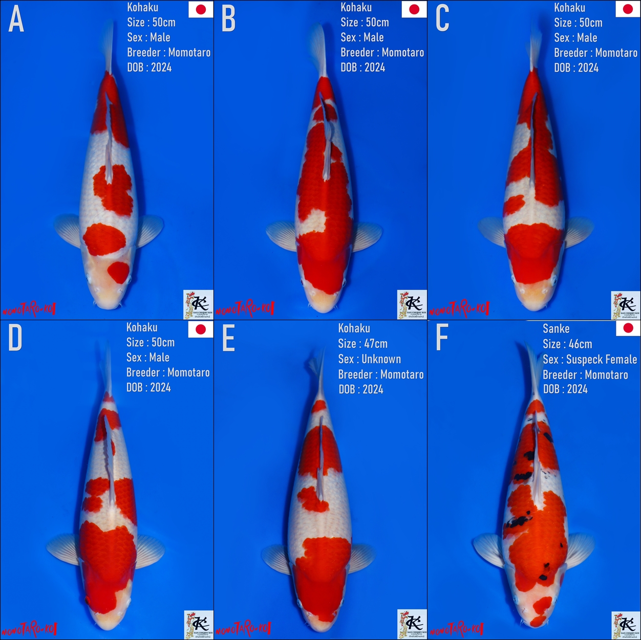 Lelang Koi Online, Jual Beli Ikan Koi, Pasar Koi Terbaik, Agen Lelang Koi, Penawaran Koi Berkualitas, Harga Jual Koi, Lelang Ikan Koi Import, Beli Koi Online, Jual Koi Murah, Koi Showroom, Penjual Koi Terpercaya, Lelang Koi Jakarta, Jual Koi Lokal, Koi Kualitas Unggul, Harga Terbaik Koi, Jual Koi Indukan, Lelang Ikan Hias Koi, Pasar Koi Indonesia, Beli Koi Berkualitas Tinggi, Koi Farm Terbesar, Jual Beli Koi Impor, Lelang Ikan Koi Kualitas Premium, Daftar Harga Koi Terbaru, Pusat Jual Beli Koi, Info Lelang Koi Hari Ini.