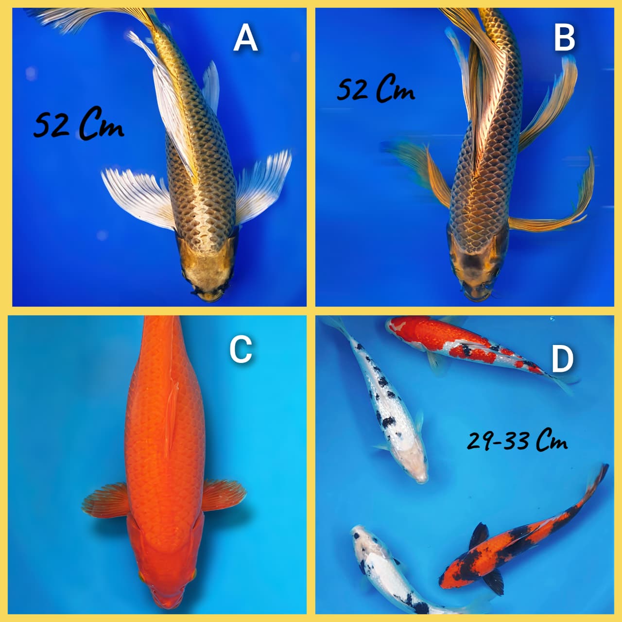 Lelang Koi Online, Jual Beli Ikan Koi, Pasar Koi Terbaik, Agen Lelang Koi, Penawaran Koi Berkualitas, Harga Jual Koi, Lelang Ikan Koi Import, Beli Koi Online, Jual Koi Murah, Koi Showroom, Penjual Koi Terpercaya, Lelang Koi Jakarta, Jual Koi Lokal, Koi Kualitas Unggul, Harga Terbaik Koi, Jual Koi Indukan, Lelang Ikan Hias Koi, Pasar Koi Indonesia, Beli Koi Berkualitas Tinggi, Koi Farm Terbesar, Jual Beli Koi Impor, Lelang Ikan Koi Kualitas Premium, Daftar Harga Koi Terbaru, Pusat Jual Beli Koi, Info Lelang Koi Hari Ini.