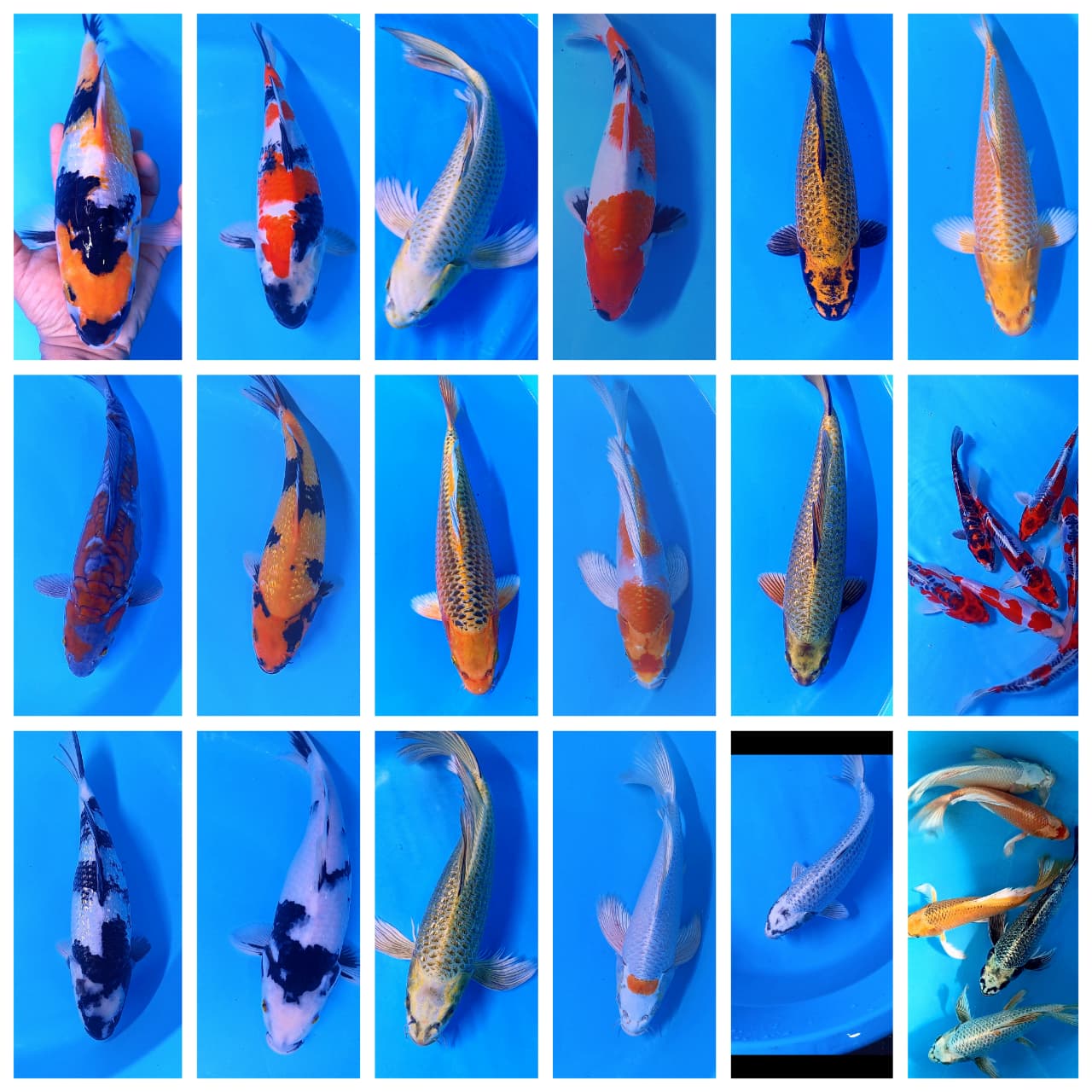 Lelang Koi Online, Jual Beli Ikan Koi, Pasar Koi Terbaik, Agen Lelang Koi, Penawaran Koi Berkualitas, Harga Jual Koi, Lelang Ikan Koi Import, Beli Koi Online, Jual Koi Murah, Koi Showroom, Penjual Koi Terpercaya, Lelang Koi Jakarta, Jual Koi Lokal, Koi Kualitas Unggul, Harga Terbaik Koi, Jual Koi Indukan, Lelang Ikan Hias Koi, Pasar Koi Indonesia, Beli Koi Berkualitas Tinggi, Koi Farm Terbesar, Jual Beli Koi Impor, Lelang Ikan Koi Kualitas Premium, Daftar Harga Koi Terbaru, Pusat Jual Beli Koi, Info Lelang Koi Hari Ini.