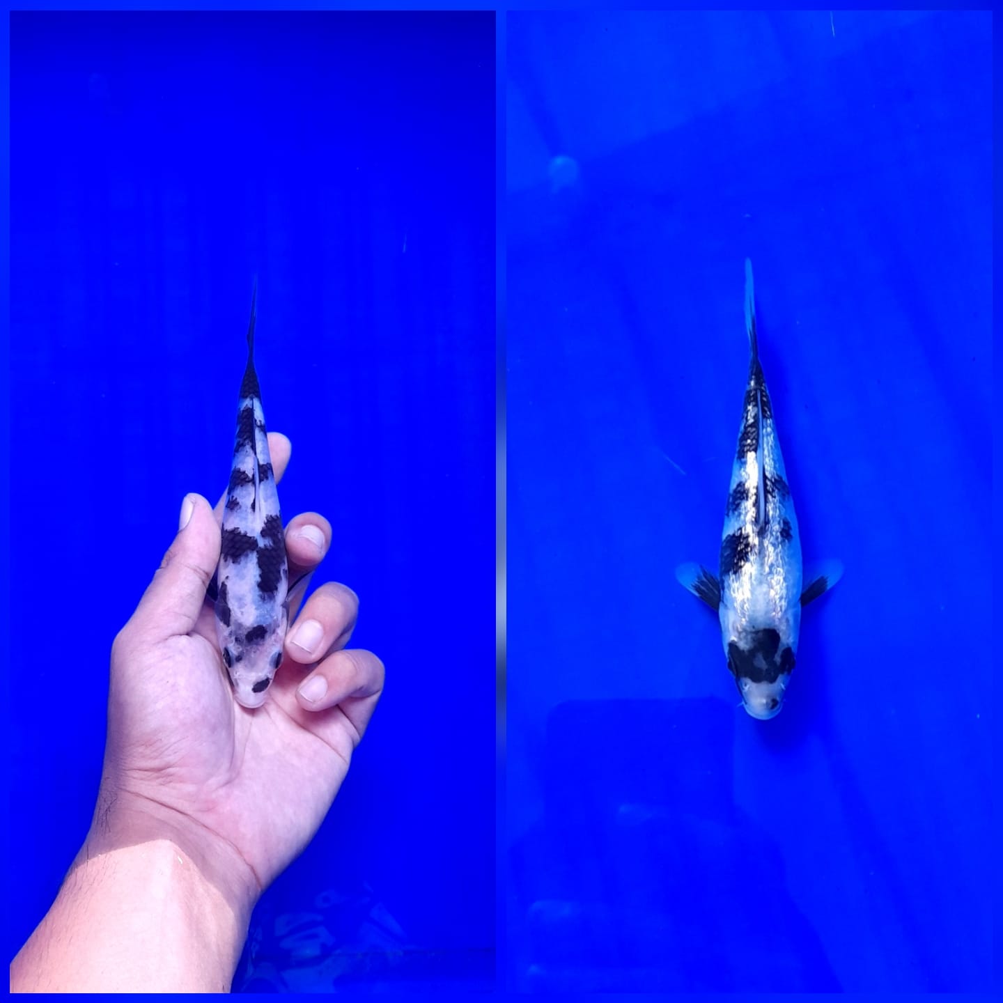 Lelang Koi Online, Jual Beli Ikan Koi, Pasar Koi Terbaik, Agen Lelang Koi, Penawaran Koi Berkualitas, Harga Jual Koi, Lelang Ikan Koi Import, Beli Koi Online, Jual Koi Murah, Koi Showroom, Penjual Koi Terpercaya, Lelang Koi Jakarta, Jual Koi Lokal, Koi Kualitas Unggul, Harga Terbaik Koi, Jual Koi Indukan, Lelang Ikan Hias Koi, Pasar Koi Indonesia, Beli Koi Berkualitas Tinggi, Koi Farm Terbesar, Jual Beli Koi Impor, Lelang Ikan Koi Kualitas Premium, Daftar Harga Koi Terbaru, Pusat Jual Beli Koi, Info Lelang Koi Hari Ini.