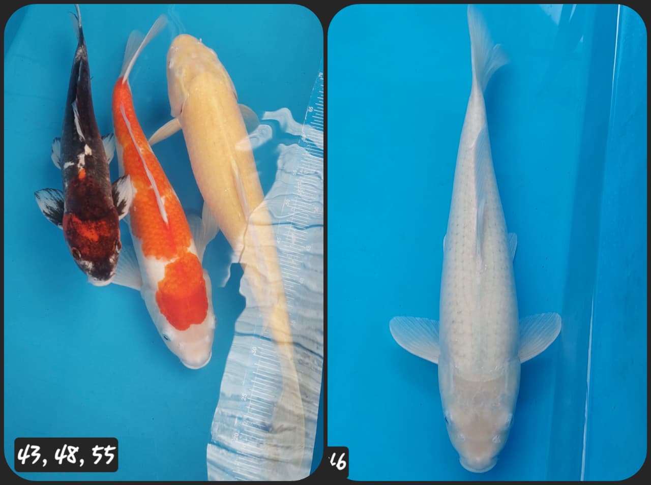 Lelang Koi Online, Jual Beli Ikan Koi, Pasar Koi Terbaik, Agen Lelang Koi, Penawaran Koi Berkualitas, Harga Jual Koi, Lelang Ikan Koi Import, Beli Koi Online, Jual Koi Murah, Koi Showroom, Penjual Koi Terpercaya, Lelang Koi Jakarta, Jual Koi Lokal, Koi Kualitas Unggul, Harga Terbaik Koi, Jual Koi Indukan, Lelang Ikan Hias Koi, Pasar Koi Indonesia, Beli Koi Berkualitas Tinggi, Koi Farm Terbesar, Jual Beli Koi Impor, Lelang Ikan Koi Kualitas Premium, Daftar Harga Koi Terbaru, Pusat Jual Beli Koi, Info Lelang Koi Hari Ini.