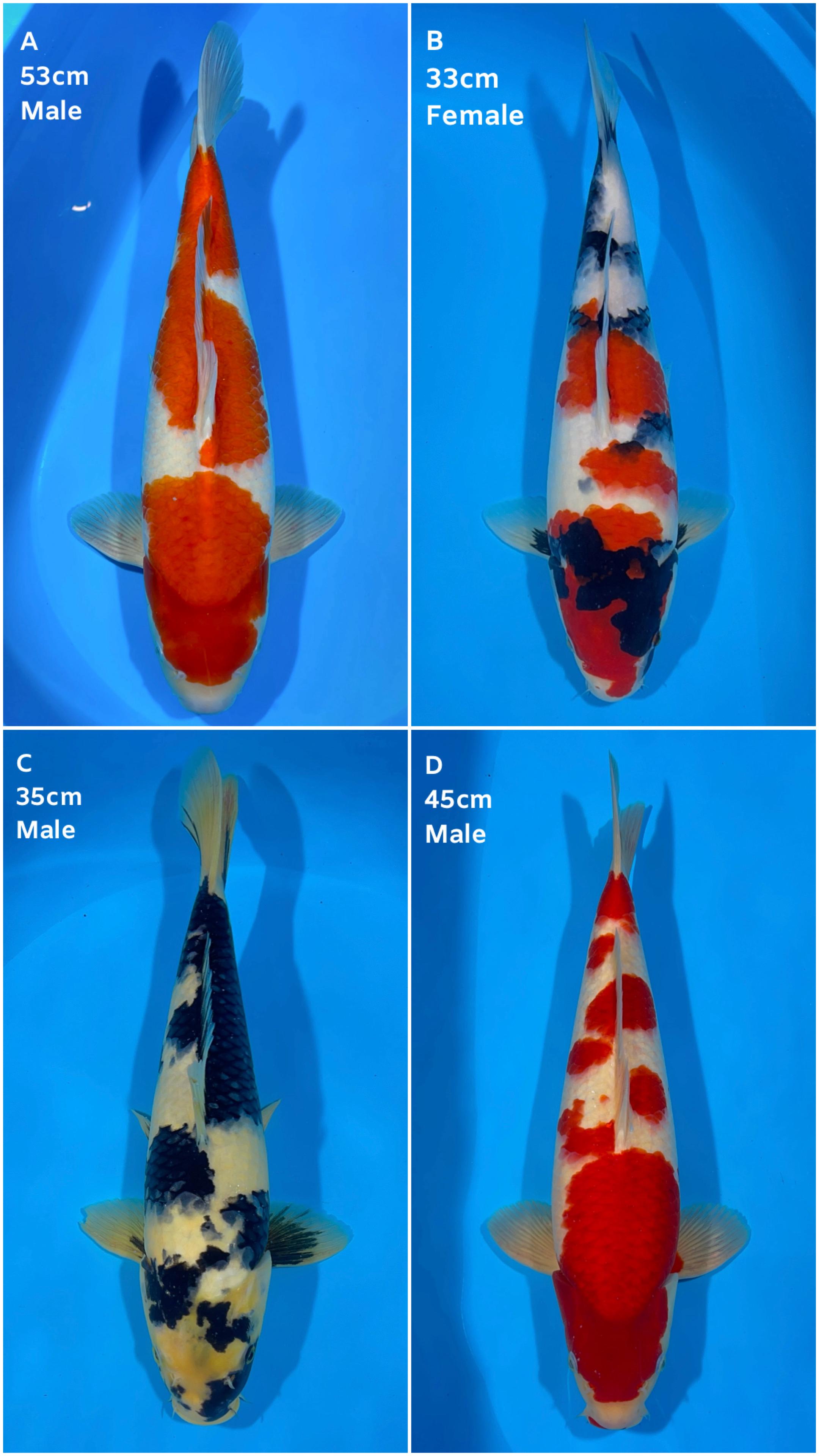 Lelang Koi Online, Jual Beli Ikan Koi, Pasar Koi Terbaik, Agen Lelang Koi, Penawaran Koi Berkualitas, Harga Jual Koi, Lelang Ikan Koi Import, Beli Koi Online, Jual Koi Murah, Koi Showroom, Penjual Koi Terpercaya, Lelang Koi Jakarta, Jual Koi Lokal, Koi Kualitas Unggul, Harga Terbaik Koi, Jual Koi Indukan, Lelang Ikan Hias Koi, Pasar Koi Indonesia, Beli Koi Berkualitas Tinggi, Koi Farm Terbesar, Jual Beli Koi Impor, Lelang Ikan Koi Kualitas Premium, Daftar Harga Koi Terbaru, Pusat Jual Beli Koi, Info Lelang Koi Hari Ini.