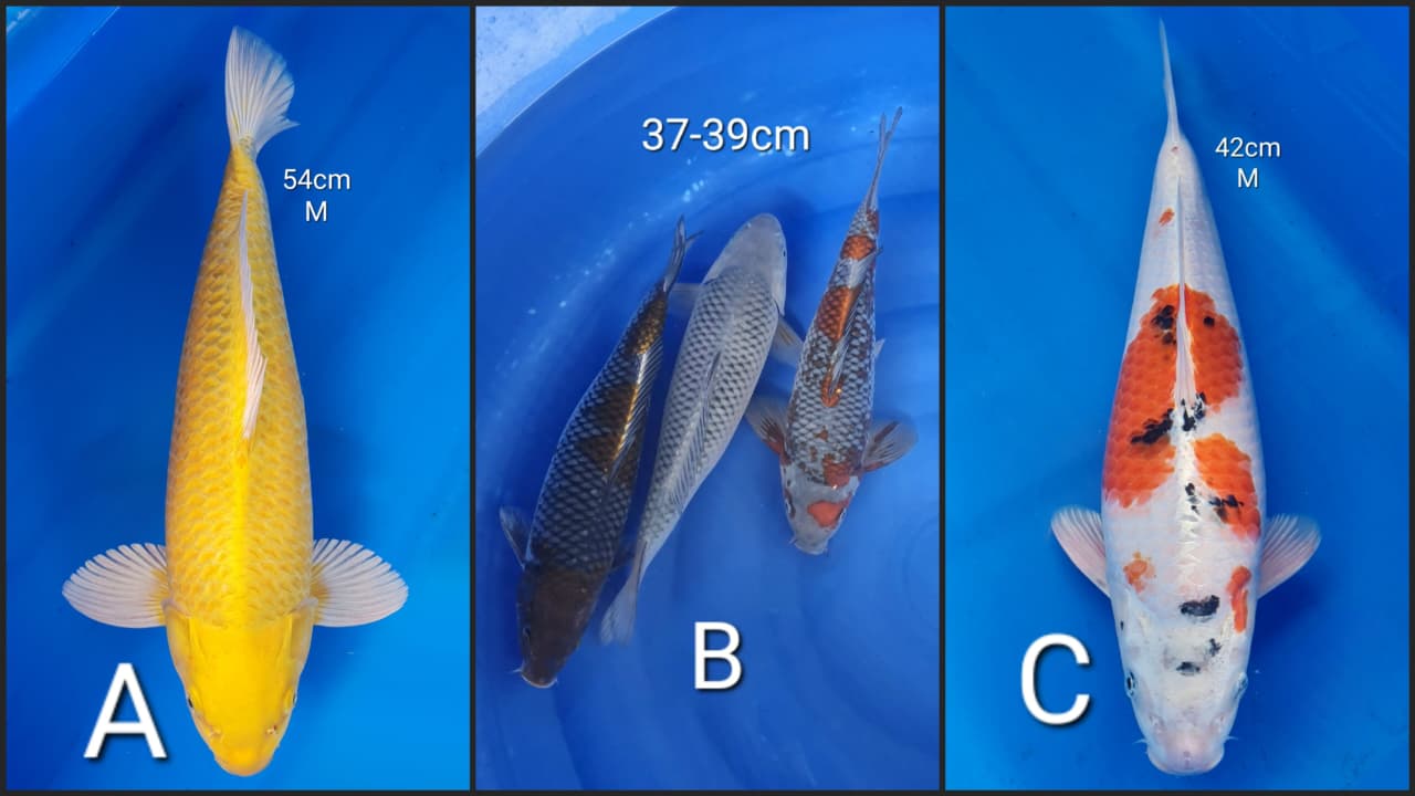 Lelang Koi Online, Jual Beli Ikan Koi, Pasar Koi Terbaik, Agen Lelang Koi, Penawaran Koi Berkualitas, Harga Jual Koi, Lelang Ikan Koi Import, Beli Koi Online, Jual Koi Murah, Koi Showroom, Penjual Koi Terpercaya, Lelang Koi Jakarta, Jual Koi Lokal, Koi Kualitas Unggul, Harga Terbaik Koi, Jual Koi Indukan, Lelang Ikan Hias Koi, Pasar Koi Indonesia, Beli Koi Berkualitas Tinggi, Koi Farm Terbesar, Jual Beli Koi Impor, Lelang Ikan Koi Kualitas Premium, Daftar Harga Koi Terbaru, Pusat Jual Beli Koi, Info Lelang Koi Hari Ini.