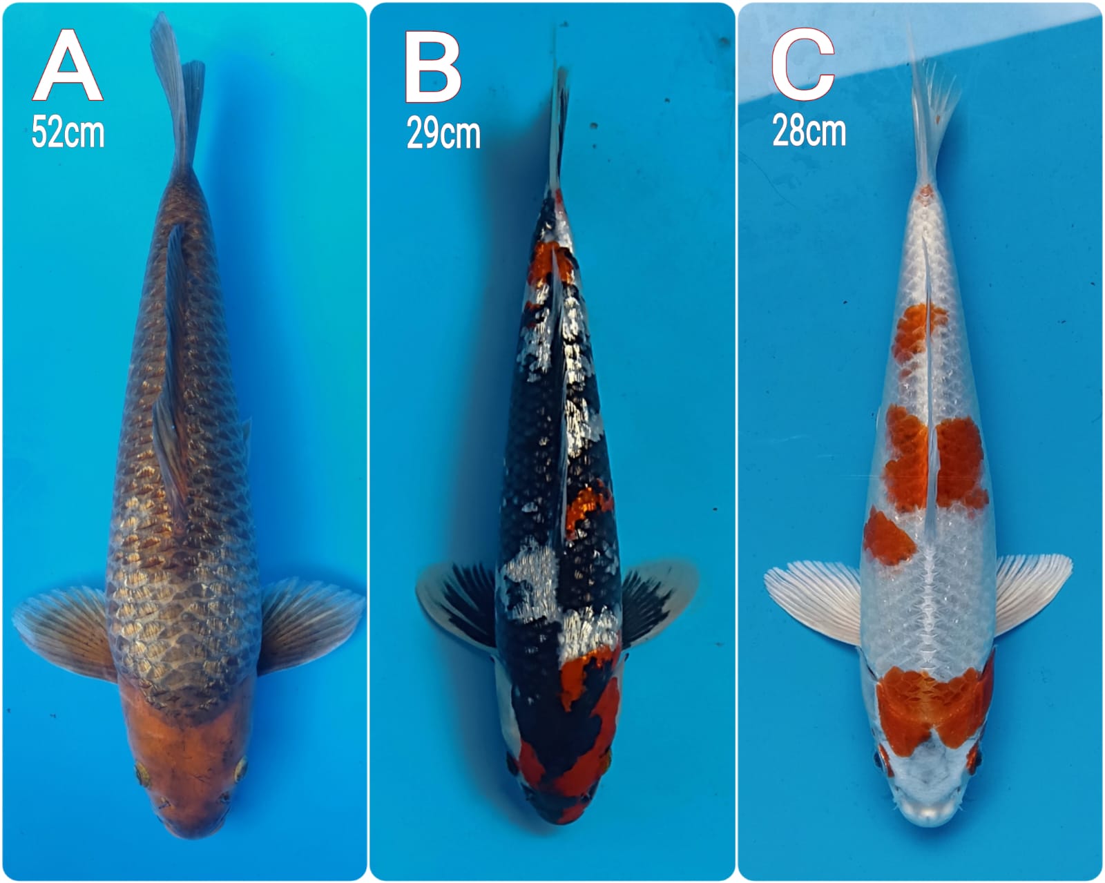 Lelang Koi Online, Jual Beli Ikan Koi, Pasar Koi Terbaik, Agen Lelang Koi, Penawaran Koi Berkualitas, Harga Jual Koi, Lelang Ikan Koi Import, Beli Koi Online, Jual Koi Murah, Koi Showroom, Penjual Koi Terpercaya, Lelang Koi Jakarta, Jual Koi Lokal, Koi Kualitas Unggul, Harga Terbaik Koi, Jual Koi Indukan, Lelang Ikan Hias Koi, Pasar Koi Indonesia, Beli Koi Berkualitas Tinggi, Koi Farm Terbesar, Jual Beli Koi Impor, Lelang Ikan Koi Kualitas Premium, Daftar Harga Koi Terbaru, Pusat Jual Beli Koi, Info Lelang Koi Hari Ini.