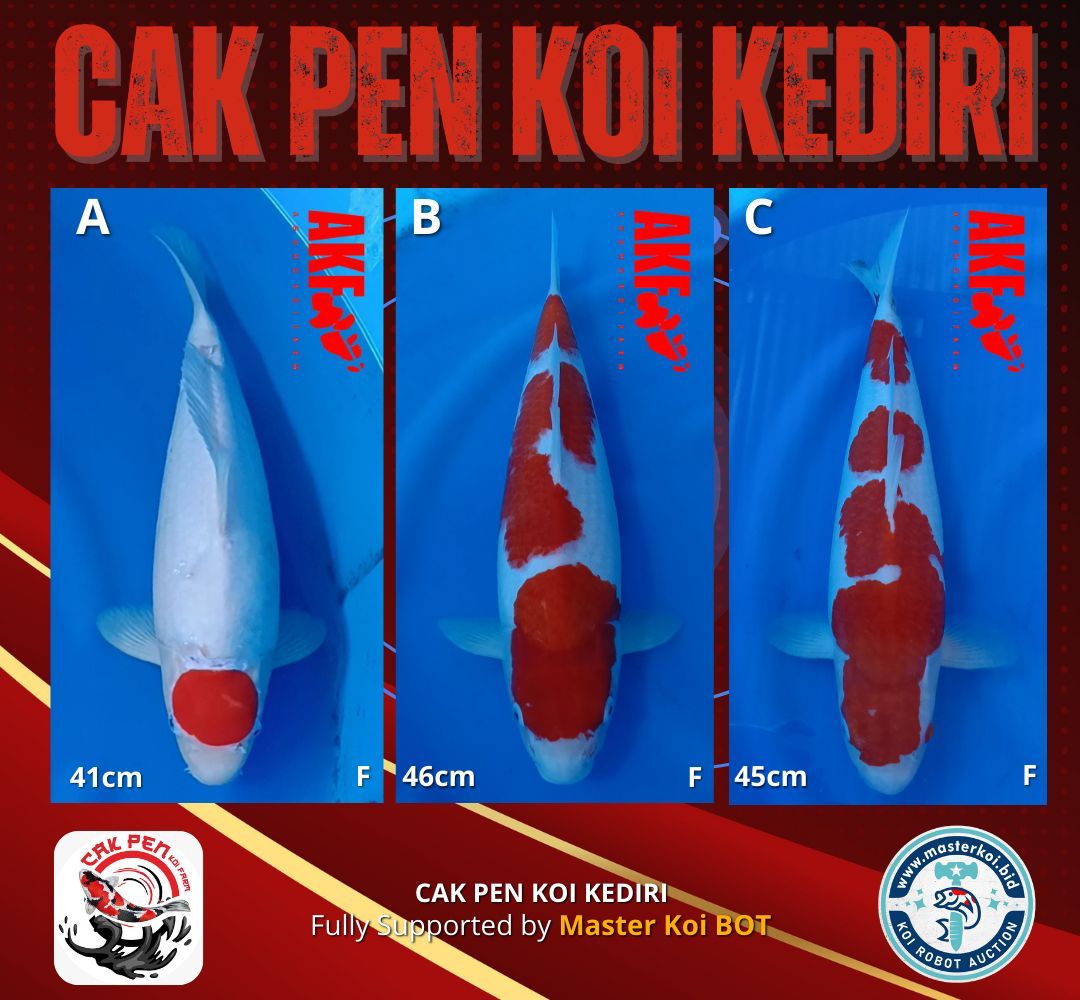 Lelang Koi Online, Jual Beli Ikan Koi, Pasar Koi Terbaik, Agen Lelang Koi, Penawaran Koi Berkualitas, Harga Jual Koi, Lelang Ikan Koi Import, Beli Koi Online, Jual Koi Murah, Koi Showroom, Penjual Koi Terpercaya, Lelang Koi Jakarta, Jual Koi Lokal, Koi Kualitas Unggul, Harga Terbaik Koi, Jual Koi Indukan, Lelang Ikan Hias Koi, Pasar Koi Indonesia, Beli Koi Berkualitas Tinggi, Koi Farm Terbesar, Jual Beli Koi Impor, Lelang Ikan Koi Kualitas Premium, Daftar Harga Koi Terbaru, Pusat Jual Beli Koi, Info Lelang Koi Hari Ini.