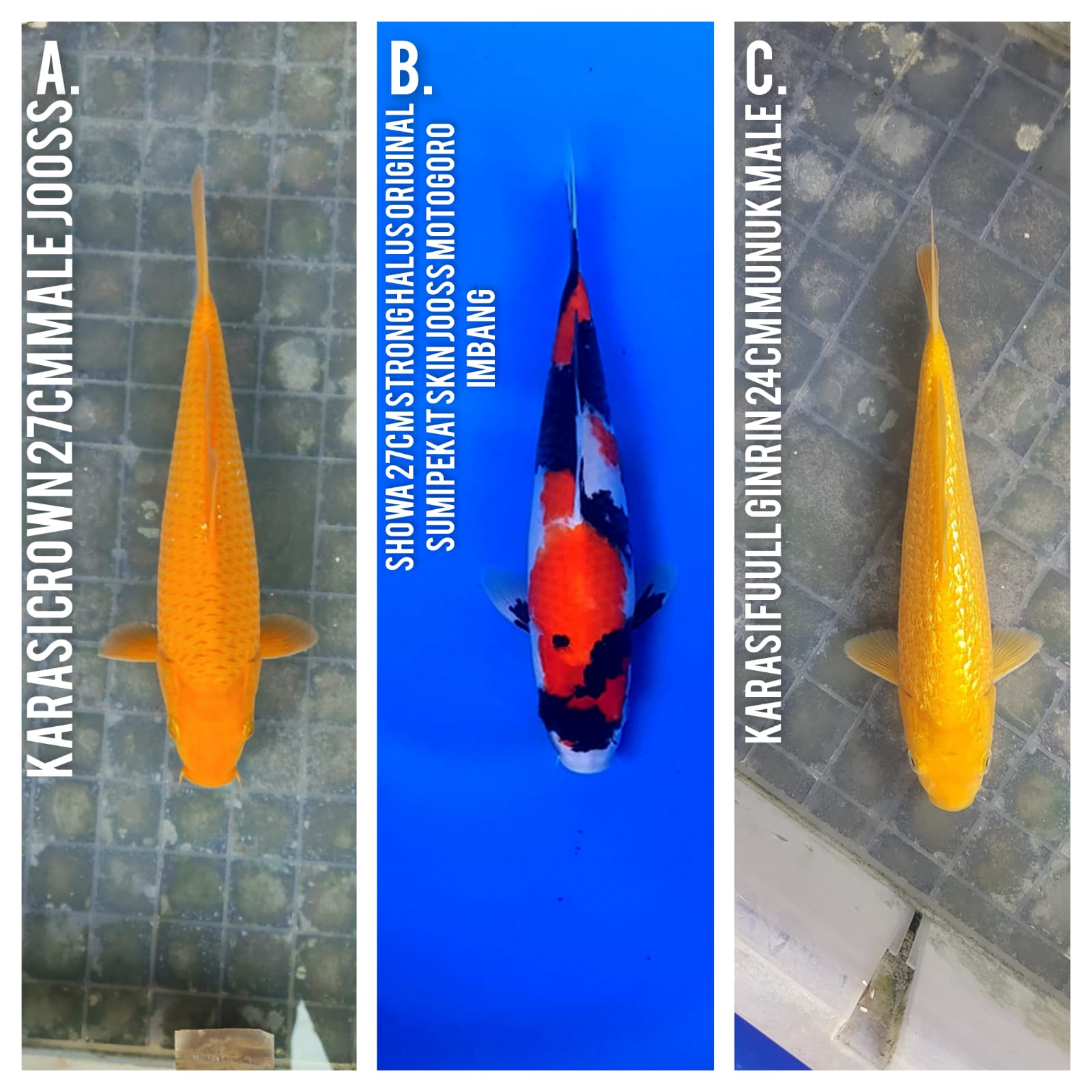 Lelang Koi Online, Jual Beli Ikan Koi, Pasar Koi Terbaik, Agen Lelang Koi, Penawaran Koi Berkualitas, Harga Jual Koi, Lelang Ikan Koi Import, Beli Koi Online, Jual Koi Murah, Koi Showroom, Penjual Koi Terpercaya, Lelang Koi Jakarta, Jual Koi Lokal, Koi Kualitas Unggul, Harga Terbaik Koi, Jual Koi Indukan, Lelang Ikan Hias Koi, Pasar Koi Indonesia, Beli Koi Berkualitas Tinggi, Koi Farm Terbesar, Jual Beli Koi Impor, Lelang Ikan Koi Kualitas Premium, Daftar Harga Koi Terbaru, Pusat Jual Beli Koi, Info Lelang Koi Hari Ini.