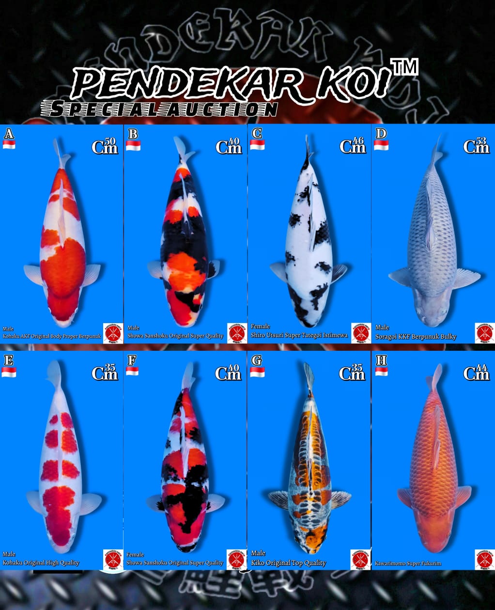 Lelang Koi Online, Jual Beli Ikan Koi, Pasar Koi Terbaik, Agen Lelang Koi, Penawaran Koi Berkualitas, Harga Jual Koi, Lelang Ikan Koi Import, Beli Koi Online, Jual Koi Murah, Koi Showroom, Penjual Koi Terpercaya, Lelang Koi Jakarta, Jual Koi Lokal, Koi Kualitas Unggul, Harga Terbaik Koi, Jual Koi Indukan, Lelang Ikan Hias Koi, Pasar Koi Indonesia, Beli Koi Berkualitas Tinggi, Koi Farm Terbesar, Jual Beli Koi Impor, Lelang Ikan Koi Kualitas Premium, Daftar Harga Koi Terbaru, Pusat Jual Beli Koi, Info Lelang Koi Hari Ini.
