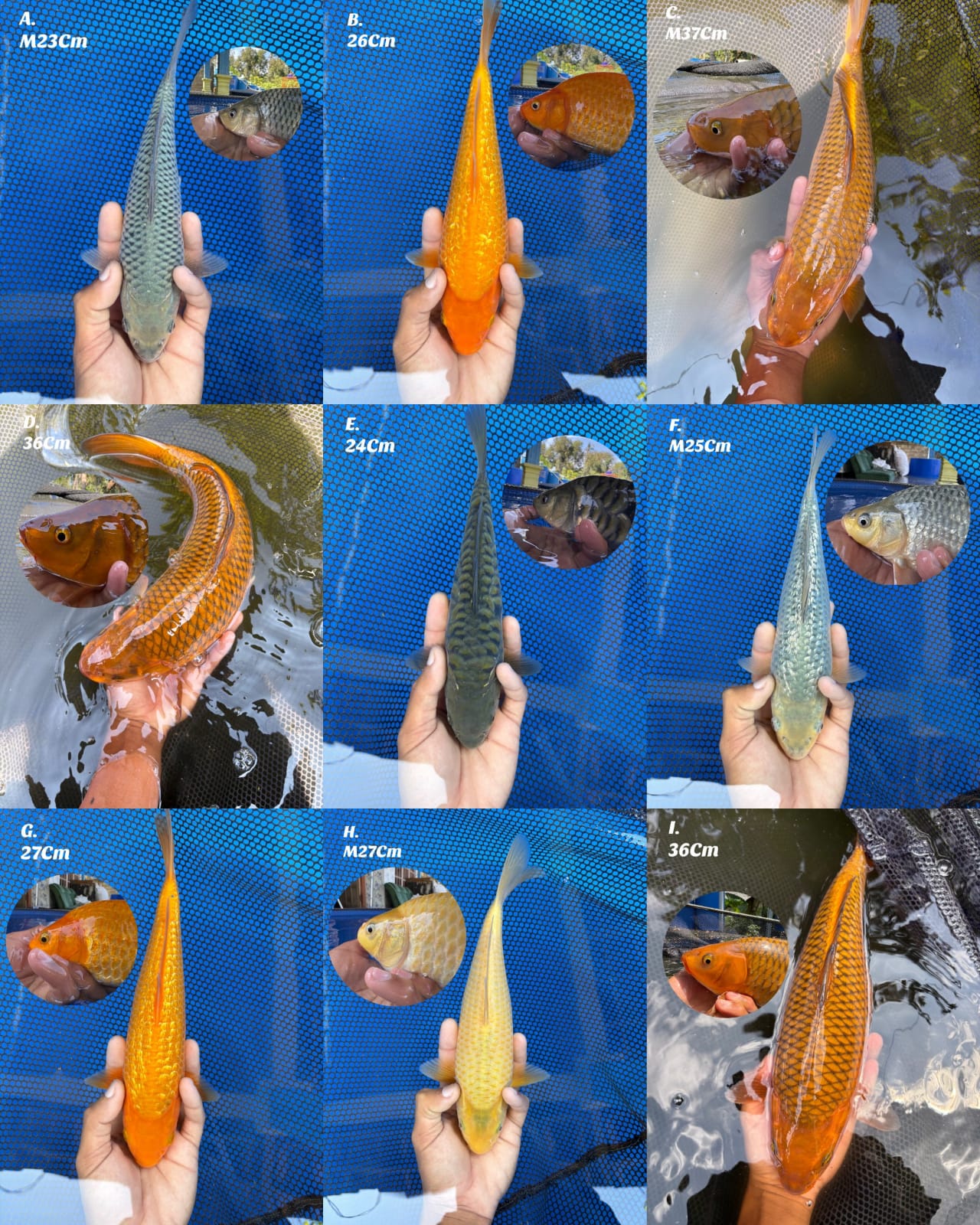Lelang Koi Online, Jual Beli Ikan Koi, Pasar Koi Terbaik, Agen Lelang Koi, Penawaran Koi Berkualitas, Harga Jual Koi, Lelang Ikan Koi Import, Beli Koi Online, Jual Koi Murah, Koi Showroom, Penjual Koi Terpercaya, Lelang Koi Jakarta, Jual Koi Lokal, Koi Kualitas Unggul, Harga Terbaik Koi, Jual Koi Indukan, Lelang Ikan Hias Koi, Pasar Koi Indonesia, Beli Koi Berkualitas Tinggi, Koi Farm Terbesar, Jual Beli Koi Impor, Lelang Ikan Koi Kualitas Premium, Daftar Harga Koi Terbaru, Pusat Jual Beli Koi, Info Lelang Koi Hari Ini.