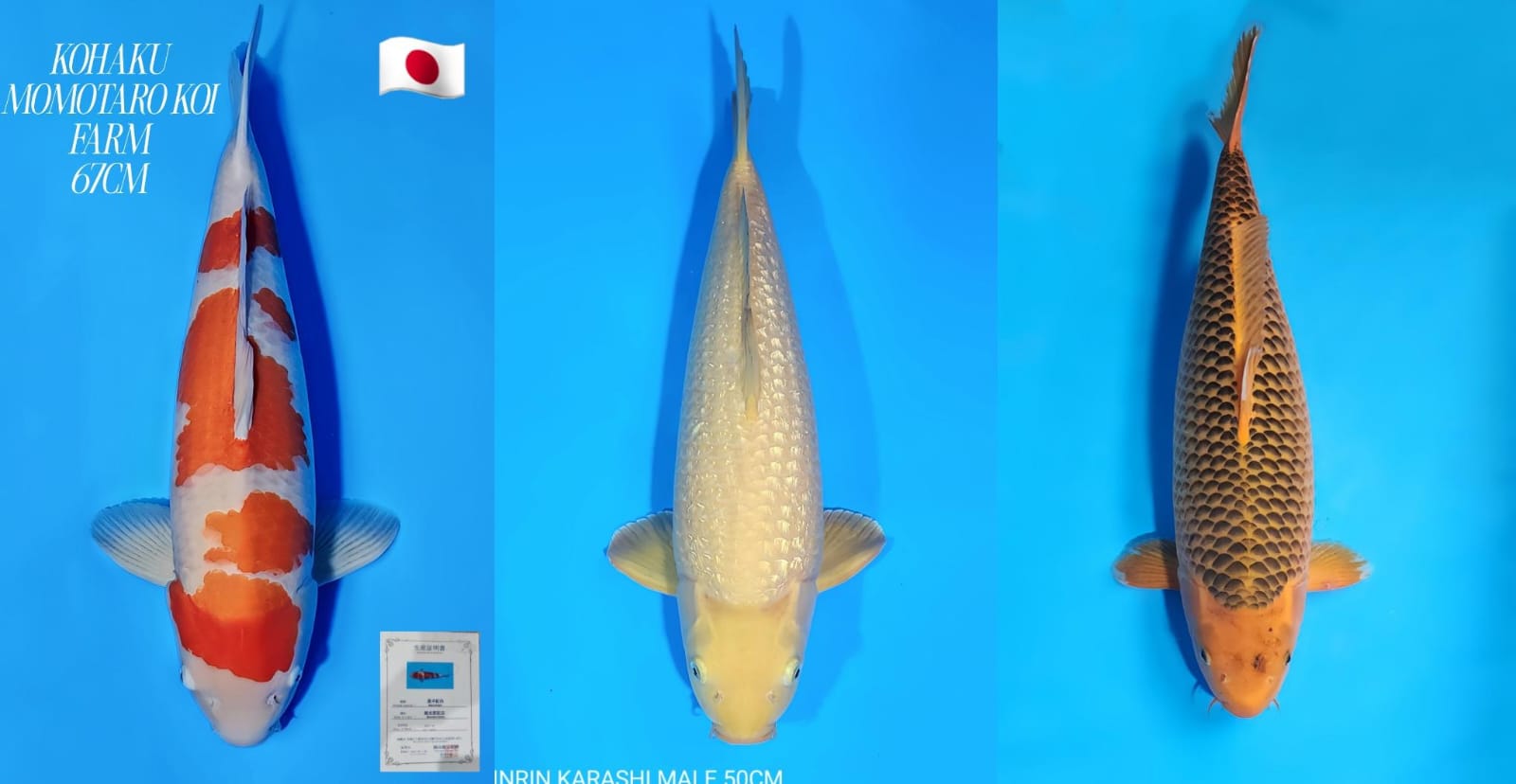 Lelang Koi Online, Jual Beli Ikan Koi, Pasar Koi Terbaik, Agen Lelang Koi, Penawaran Koi Berkualitas, Harga Jual Koi, Lelang Ikan Koi Import, Beli Koi Online, Jual Koi Murah, Koi Showroom, Penjual Koi Terpercaya, Lelang Koi Jakarta, Jual Koi Lokal, Koi Kualitas Unggul, Harga Terbaik Koi, Jual Koi Indukan, Lelang Ikan Hias Koi, Pasar Koi Indonesia, Beli Koi Berkualitas Tinggi, Koi Farm Terbesar, Jual Beli Koi Impor, Lelang Ikan Koi Kualitas Premium, Daftar Harga Koi Terbaru, Pusat Jual Beli Koi, Info Lelang Koi Hari Ini.