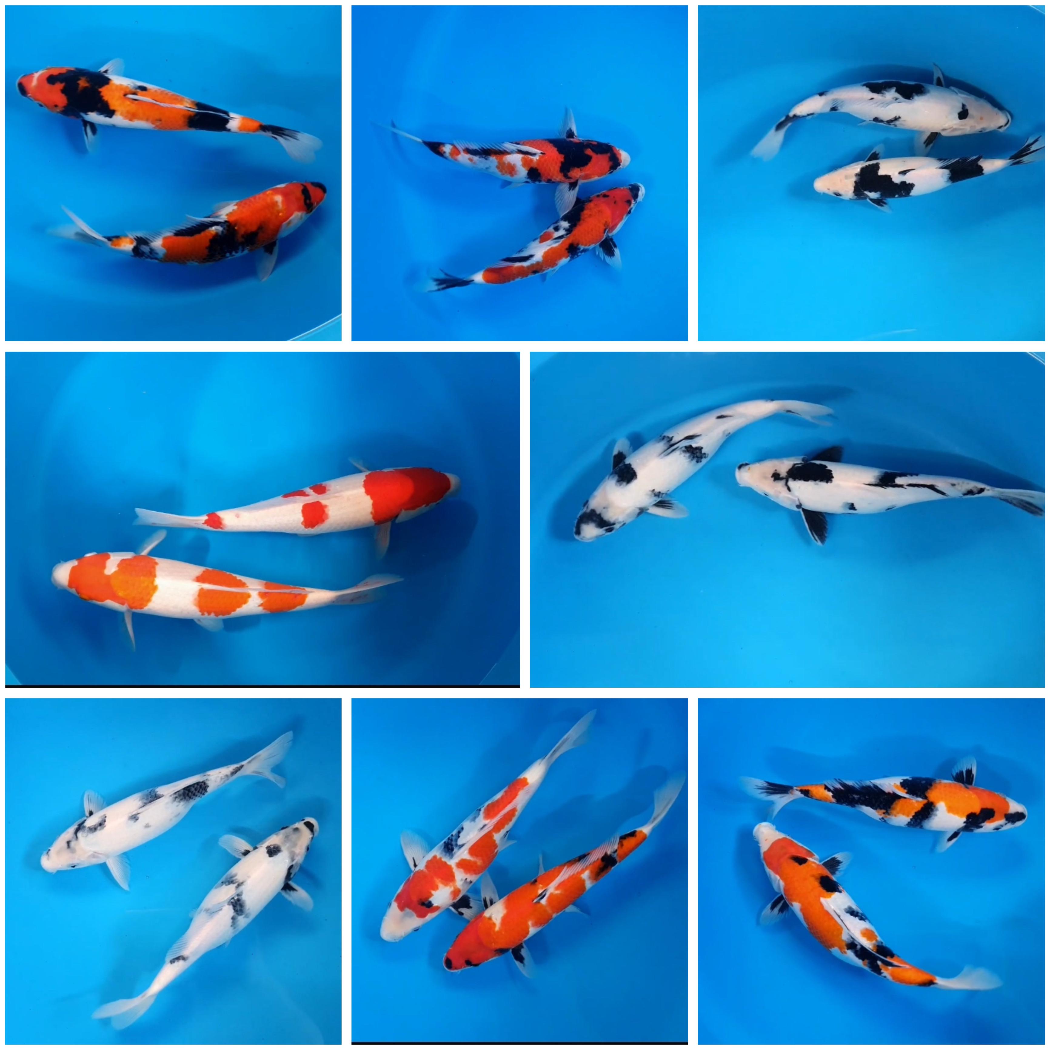 Lelang Koi Online, Jual Beli Ikan Koi, Pasar Koi Terbaik, Agen Lelang Koi, Penawaran Koi Berkualitas, Harga Jual Koi, Lelang Ikan Koi Import, Beli Koi Online, Jual Koi Murah, Koi Showroom, Penjual Koi Terpercaya, Lelang Koi Jakarta, Jual Koi Lokal, Koi Kualitas Unggul, Harga Terbaik Koi, Jual Koi Indukan, Lelang Ikan Hias Koi, Pasar Koi Indonesia, Beli Koi Berkualitas Tinggi, Koi Farm Terbesar, Jual Beli Koi Impor, Lelang Ikan Koi Kualitas Premium, Daftar Harga Koi Terbaru, Pusat Jual Beli Koi, Info Lelang Koi Hari Ini.