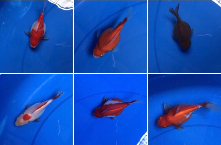 Lelang Koi Online, Jual Beli Ikan Koi, Pasar Koi Terbaik, Agen Lelang Koi, Penawaran Koi Berkualitas, Harga Jual Koi, Lelang Ikan Koi Import, Beli Koi Online, Jual Koi Murah, Koi Showroom, Penjual Koi Terpercaya, Lelang Koi Jakarta, Jual Koi Lokal, Koi Kualitas Unggul, Harga Terbaik Koi, Jual Koi Indukan, Lelang Ikan Hias Koi, Pasar Koi Indonesia, Beli Koi Berkualitas Tinggi, Koi Farm Terbesar, Jual Beli Koi Impor, Lelang Ikan Koi Kualitas Premium, Daftar Harga Koi Terbaru, Pusat Jual Beli Koi, Info Lelang Koi Hari Ini.