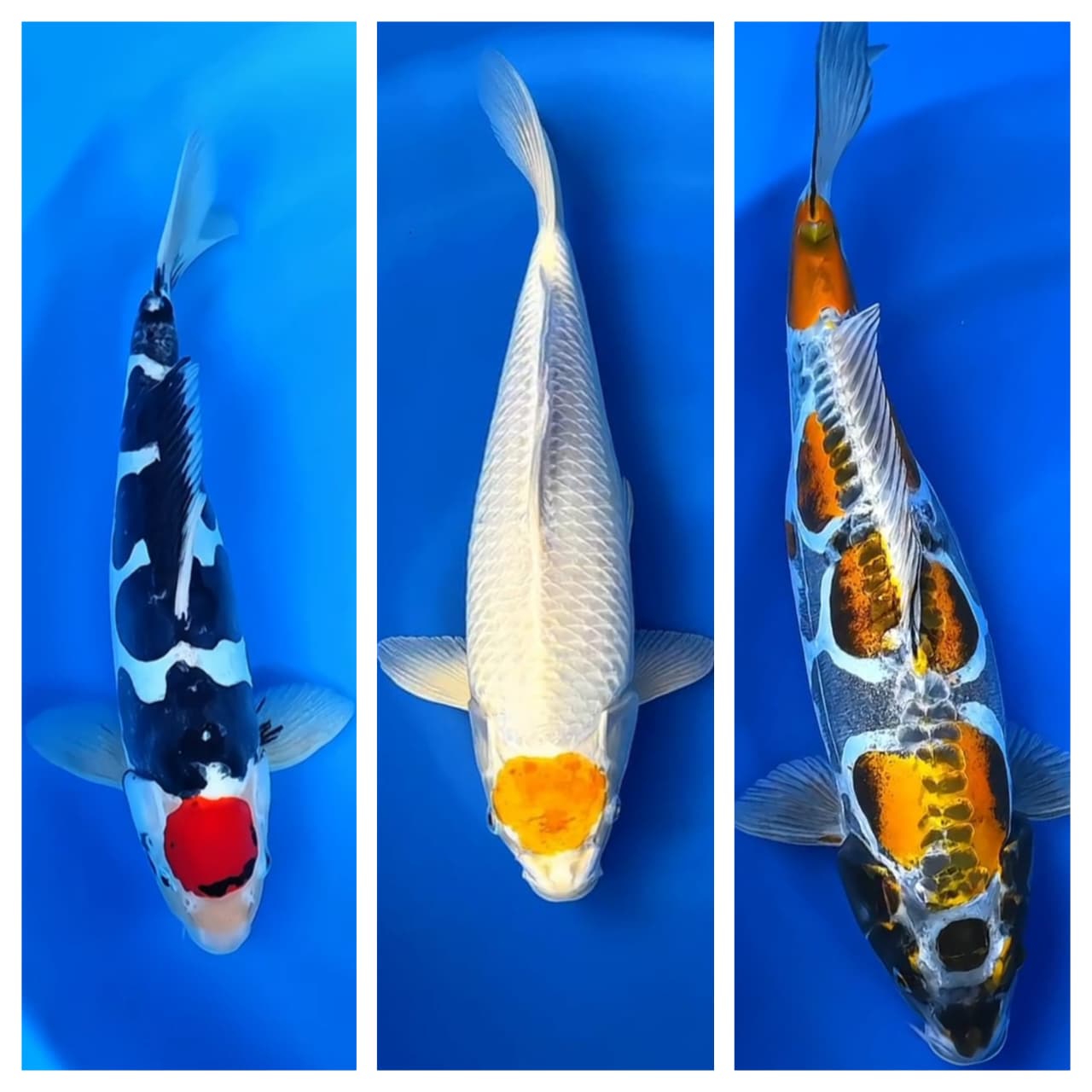 Lelang Koi Online, Jual Beli Ikan Koi, Pasar Koi Terbaik, Agen Lelang Koi, Penawaran Koi Berkualitas, Harga Jual Koi, Lelang Ikan Koi Import, Beli Koi Online, Jual Koi Murah, Koi Showroom, Penjual Koi Terpercaya, Lelang Koi Jakarta, Jual Koi Lokal, Koi Kualitas Unggul, Harga Terbaik Koi, Jual Koi Indukan, Lelang Ikan Hias Koi, Pasar Koi Indonesia, Beli Koi Berkualitas Tinggi, Koi Farm Terbesar, Jual Beli Koi Impor, Lelang Ikan Koi Kualitas Premium, Daftar Harga Koi Terbaru, Pusat Jual Beli Koi, Info Lelang Koi Hari Ini.