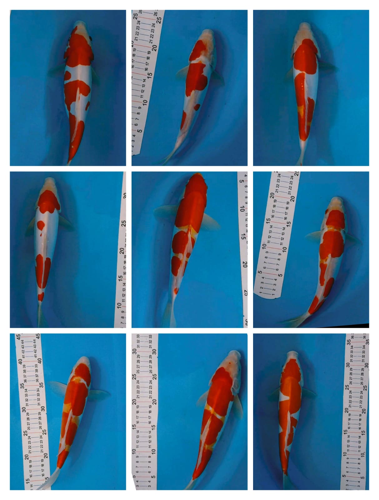 Lelang Koi Online, Jual Beli Ikan Koi, Pasar Koi Terbaik, Agen Lelang Koi, Penawaran Koi Berkualitas, Harga Jual Koi, Lelang Ikan Koi Import, Beli Koi Online, Jual Koi Murah, Koi Showroom, Penjual Koi Terpercaya, Lelang Koi Jakarta, Jual Koi Lokal, Koi Kualitas Unggul, Harga Terbaik Koi, Jual Koi Indukan, Lelang Ikan Hias Koi, Pasar Koi Indonesia, Beli Koi Berkualitas Tinggi, Koi Farm Terbesar, Jual Beli Koi Impor, Lelang Ikan Koi Kualitas Premium, Daftar Harga Koi Terbaru, Pusat Jual Beli Koi, Info Lelang Koi Hari Ini.