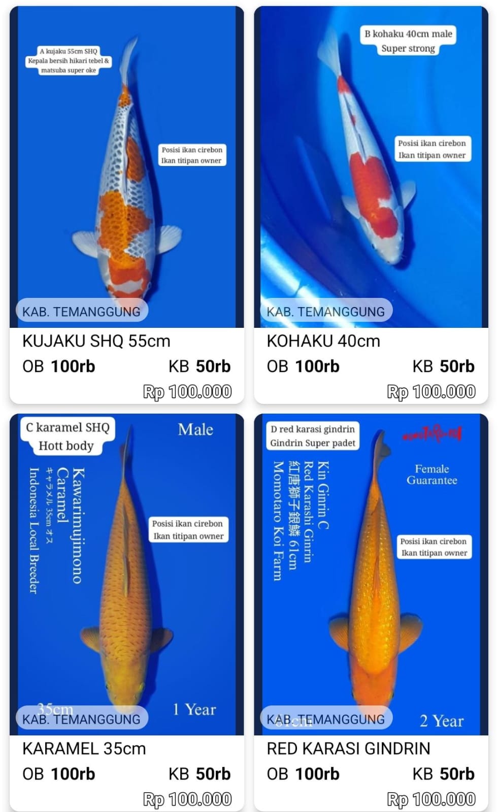 Lelang Koi Online, Jual Beli Ikan Koi, Pasar Koi Terbaik, Agen Lelang Koi, Penawaran Koi Berkualitas, Harga Jual Koi, Lelang Ikan Koi Import, Beli Koi Online, Jual Koi Murah, Koi Showroom, Penjual Koi Terpercaya, Lelang Koi Jakarta, Jual Koi Lokal, Koi Kualitas Unggul, Harga Terbaik Koi, Jual Koi Indukan, Lelang Ikan Hias Koi, Pasar Koi Indonesia, Beli Koi Berkualitas Tinggi, Koi Farm Terbesar, Jual Beli Koi Impor, Lelang Ikan Koi Kualitas Premium, Daftar Harga Koi Terbaru, Pusat Jual Beli Koi, Info Lelang Koi Hari Ini.