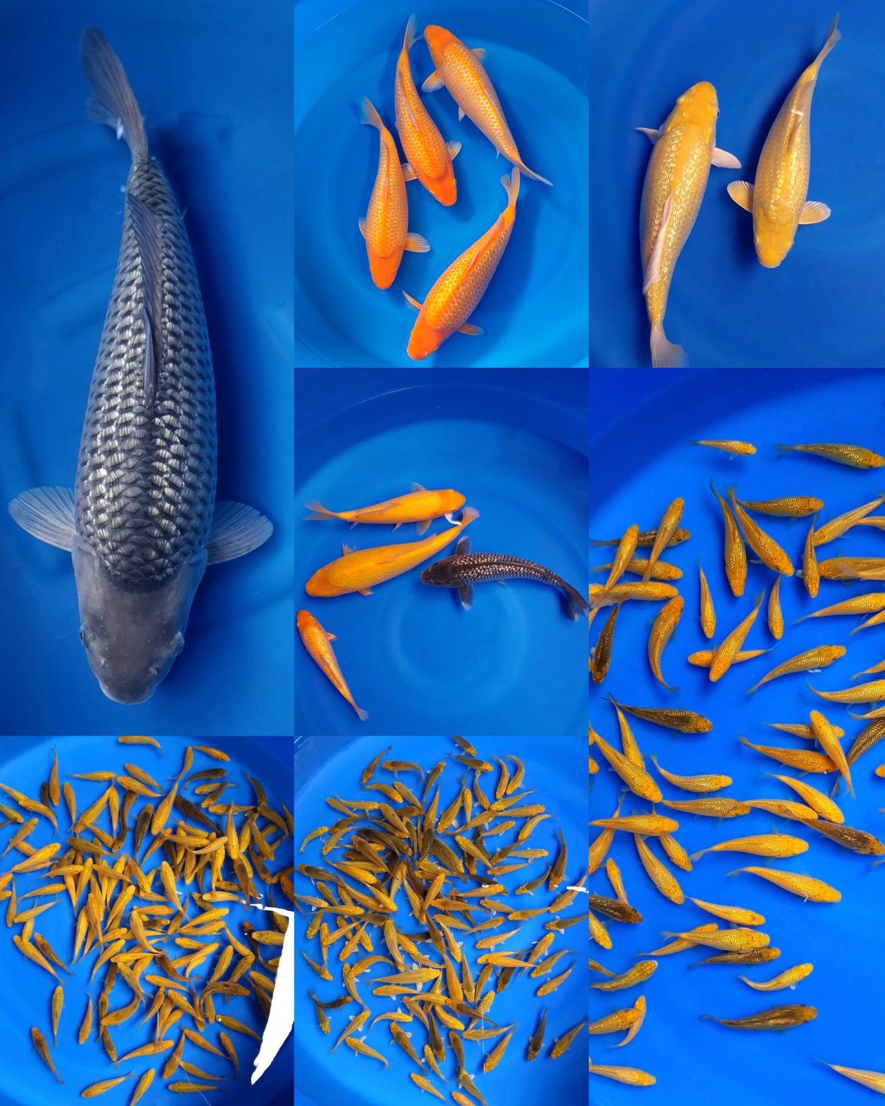 Lelang Koi Online, Jual Beli Ikan Koi, Pasar Koi Terbaik, Agen Lelang Koi, Penawaran Koi Berkualitas, Harga Jual Koi, Lelang Ikan Koi Import, Beli Koi Online, Jual Koi Murah, Koi Showroom, Penjual Koi Terpercaya, Lelang Koi Jakarta, Jual Koi Lokal, Koi Kualitas Unggul, Harga Terbaik Koi, Jual Koi Indukan, Lelang Ikan Hias Koi, Pasar Koi Indonesia, Beli Koi Berkualitas Tinggi, Koi Farm Terbesar, Jual Beli Koi Impor, Lelang Ikan Koi Kualitas Premium, Daftar Harga Koi Terbaru, Pusat Jual Beli Koi, Info Lelang Koi Hari Ini.