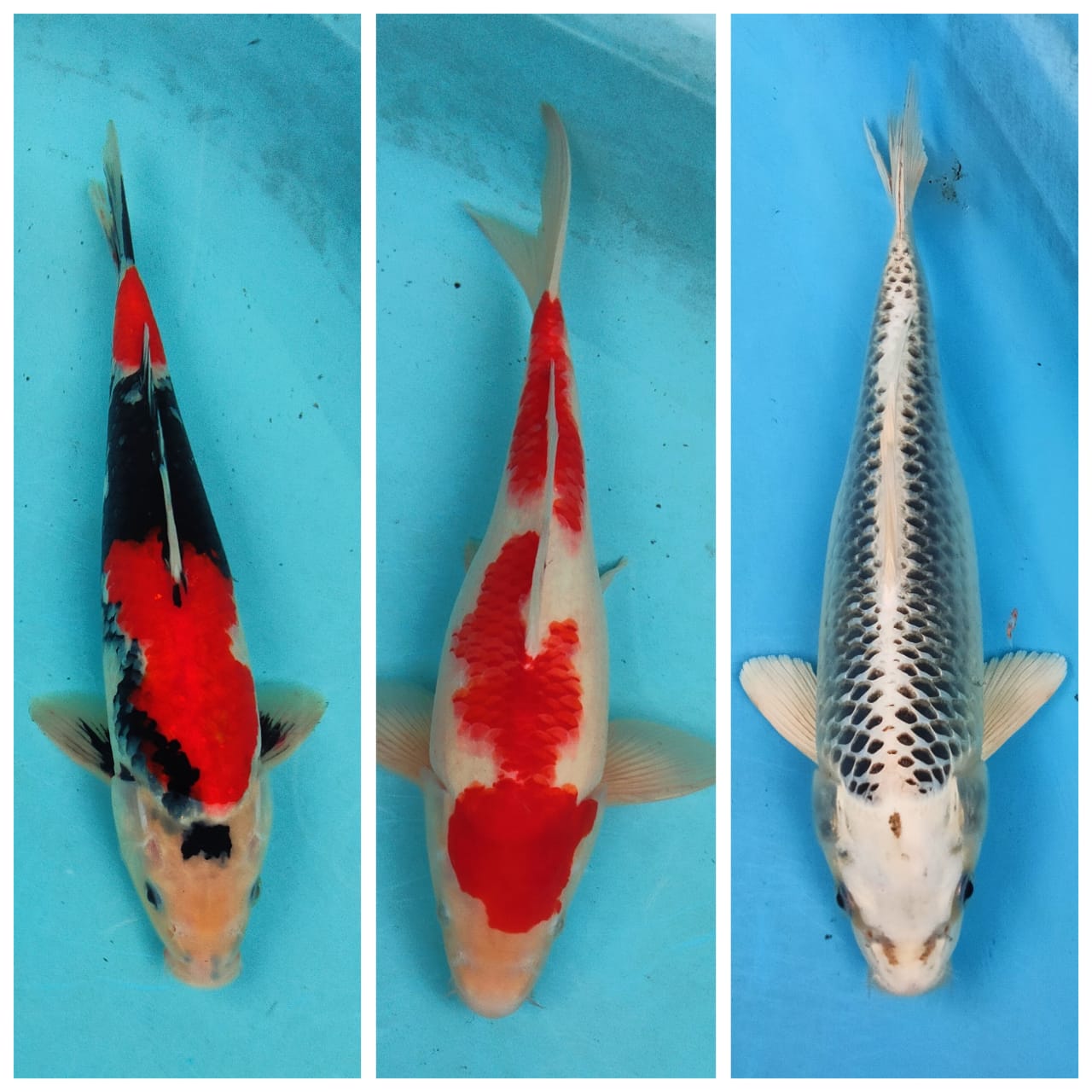 Lelang Koi Online, Jual Beli Ikan Koi, Pasar Koi Terbaik, Agen Lelang Koi, Penawaran Koi Berkualitas, Harga Jual Koi, Lelang Ikan Koi Import, Beli Koi Online, Jual Koi Murah, Koi Showroom, Penjual Koi Terpercaya, Lelang Koi Jakarta, Jual Koi Lokal, Koi Kualitas Unggul, Harga Terbaik Koi, Jual Koi Indukan, Lelang Ikan Hias Koi, Pasar Koi Indonesia, Beli Koi Berkualitas Tinggi, Koi Farm Terbesar, Jual Beli Koi Impor, Lelang Ikan Koi Kualitas Premium, Daftar Harga Koi Terbaru, Pusat Jual Beli Koi, Info Lelang Koi Hari Ini.