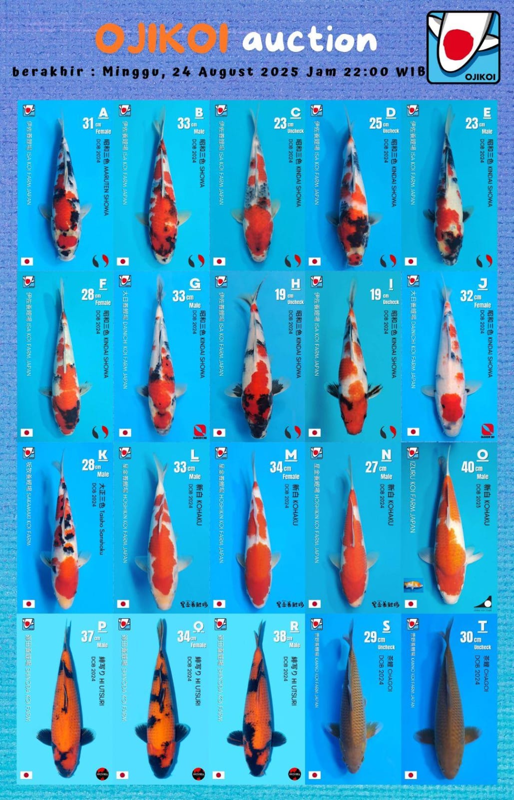 Lelang Koi Online, Jual Beli Ikan Koi, Pasar Koi Terbaik, Agen Lelang Koi, Penawaran Koi Berkualitas, Harga Jual Koi, Lelang Ikan Koi Import, Beli Koi Online, Jual Koi Murah, Koi Showroom, Penjual Koi Terpercaya, Lelang Koi Jakarta, Jual Koi Lokal, Koi Kualitas Unggul, Harga Terbaik Koi, Jual Koi Indukan, Lelang Ikan Hias Koi, Pasar Koi Indonesia, Beli Koi Berkualitas Tinggi, Koi Farm Terbesar, Jual Beli Koi Impor, Lelang Ikan Koi Kualitas Premium, Daftar Harga Koi Terbaru, Pusat Jual Beli Koi, Info Lelang Koi Hari Ini.