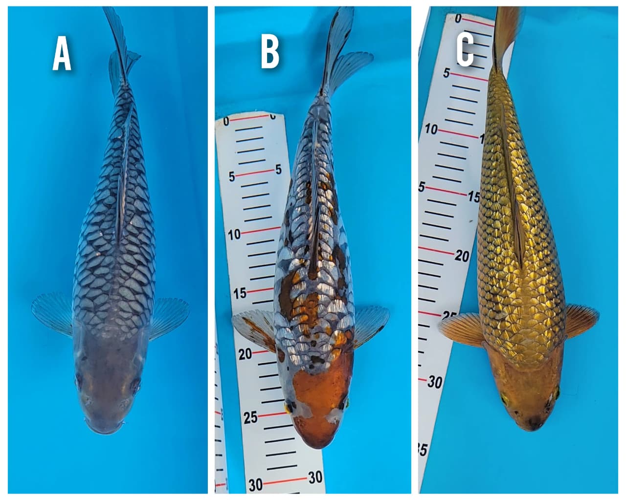 Lelang Koi Online, Jual Beli Ikan Koi, Pasar Koi Terbaik, Agen Lelang Koi, Penawaran Koi Berkualitas, Harga Jual Koi, Lelang Ikan Koi Import, Beli Koi Online, Jual Koi Murah, Koi Showroom, Penjual Koi Terpercaya, Lelang Koi Jakarta, Jual Koi Lokal, Koi Kualitas Unggul, Harga Terbaik Koi, Jual Koi Indukan, Lelang Ikan Hias Koi, Pasar Koi Indonesia, Beli Koi Berkualitas Tinggi, Koi Farm Terbesar, Jual Beli Koi Impor, Lelang Ikan Koi Kualitas Premium, Daftar Harga Koi Terbaru, Pusat Jual Beli Koi, Info Lelang Koi Hari Ini.