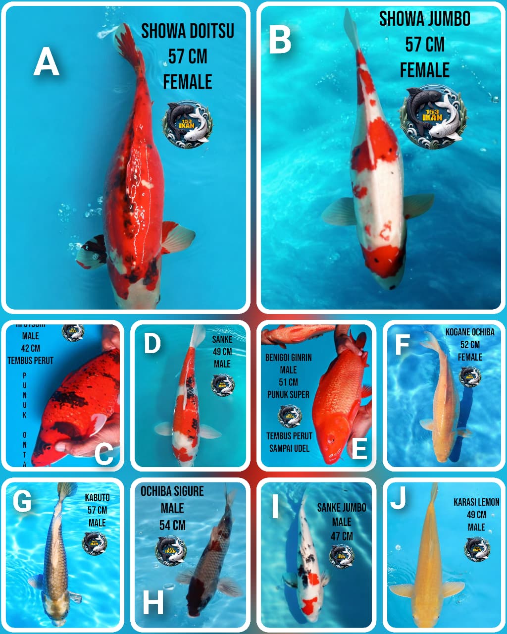 Lelang Koi Online, Jual Beli Ikan Koi, Pasar Koi Terbaik, Agen Lelang Koi, Penawaran Koi Berkualitas, Harga Jual Koi, Lelang Ikan Koi Import, Beli Koi Online, Jual Koi Murah, Koi Showroom, Penjual Koi Terpercaya, Lelang Koi Jakarta, Jual Koi Lokal, Koi Kualitas Unggul, Harga Terbaik Koi, Jual Koi Indukan, Lelang Ikan Hias Koi, Pasar Koi Indonesia, Beli Koi Berkualitas Tinggi, Koi Farm Terbesar, Jual Beli Koi Impor, Lelang Ikan Koi Kualitas Premium, Daftar Harga Koi Terbaru, Pusat Jual Beli Koi, Info Lelang Koi Hari Ini.