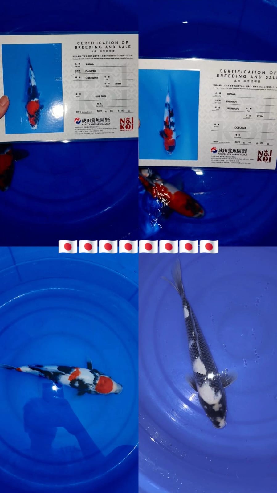 Lelang Koi Online, Jual Beli Ikan Koi, Pasar Koi Terbaik, Agen Lelang Koi, Penawaran Koi Berkualitas, Harga Jual Koi, Lelang Ikan Koi Import, Beli Koi Online, Jual Koi Murah, Koi Showroom, Penjual Koi Terpercaya, Lelang Koi Jakarta, Jual Koi Lokal, Koi Kualitas Unggul, Harga Terbaik Koi, Jual Koi Indukan, Lelang Ikan Hias Koi, Pasar Koi Indonesia, Beli Koi Berkualitas Tinggi, Koi Farm Terbesar, Jual Beli Koi Impor, Lelang Ikan Koi Kualitas Premium, Daftar Harga Koi Terbaru, Pusat Jual Beli Koi, Info Lelang Koi Hari Ini.
