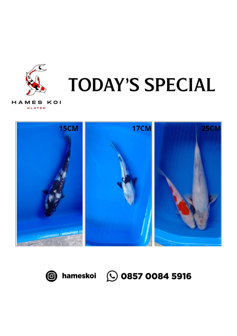 Lelang Koi Online, Jual Beli Ikan Koi, Pasar Koi Terbaik, Agen Lelang Koi, Penawaran Koi Berkualitas, Harga Jual Koi, Lelang Ikan Koi Import, Beli Koi Online, Jual Koi Murah, Koi Showroom, Penjual Koi Terpercaya, Lelang Koi Jakarta, Jual Koi Lokal, Koi Kualitas Unggul, Harga Terbaik Koi, Jual Koi Indukan, Lelang Ikan Hias Koi, Pasar Koi Indonesia, Beli Koi Berkualitas Tinggi, Koi Farm Terbesar, Jual Beli Koi Impor, Lelang Ikan Koi Kualitas Premium, Daftar Harga Koi Terbaru, Pusat Jual Beli Koi, Info Lelang Koi Hari Ini.