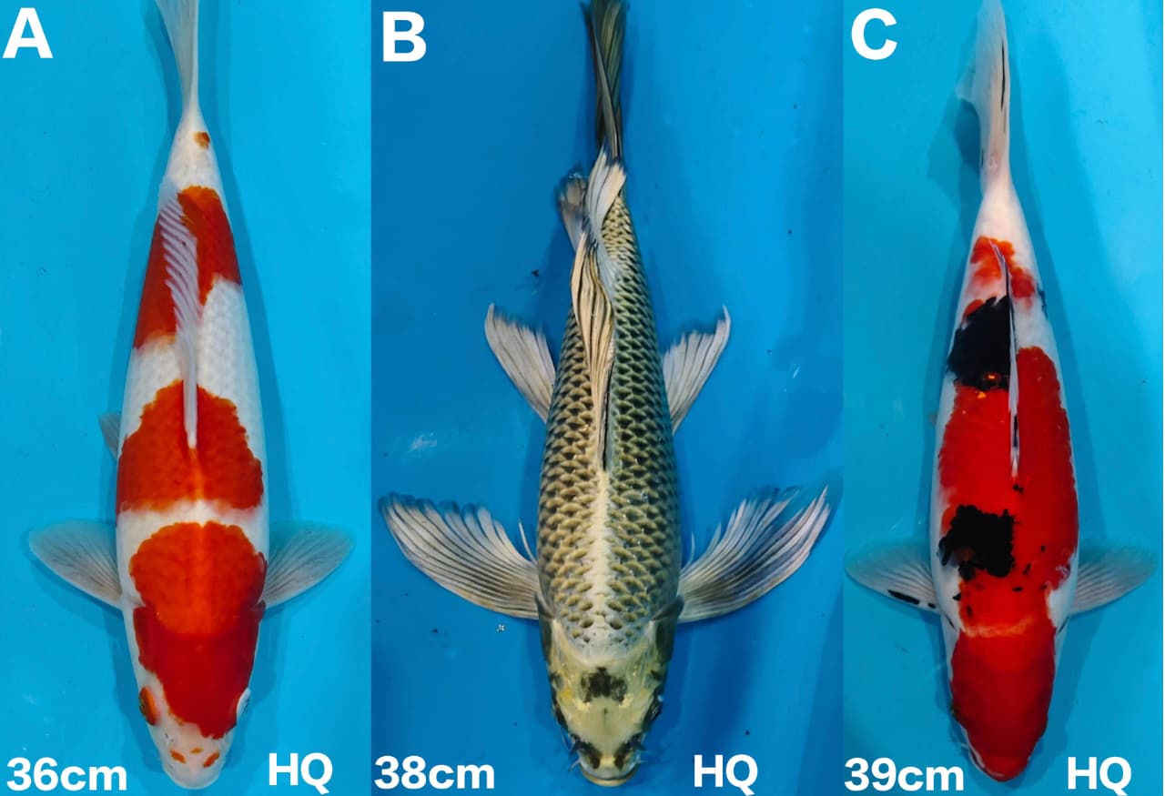Lelang Koi Online, Jual Beli Ikan Koi, Pasar Koi Terbaik, Agen Lelang Koi, Penawaran Koi Berkualitas, Harga Jual Koi, Lelang Ikan Koi Import, Beli Koi Online, Jual Koi Murah, Koi Showroom, Penjual Koi Terpercaya, Lelang Koi Jakarta, Jual Koi Lokal, Koi Kualitas Unggul, Harga Terbaik Koi, Jual Koi Indukan, Lelang Ikan Hias Koi, Pasar Koi Indonesia, Beli Koi Berkualitas Tinggi, Koi Farm Terbesar, Jual Beli Koi Impor, Lelang Ikan Koi Kualitas Premium, Daftar Harga Koi Terbaru, Pusat Jual Beli Koi, Info Lelang Koi Hari Ini.