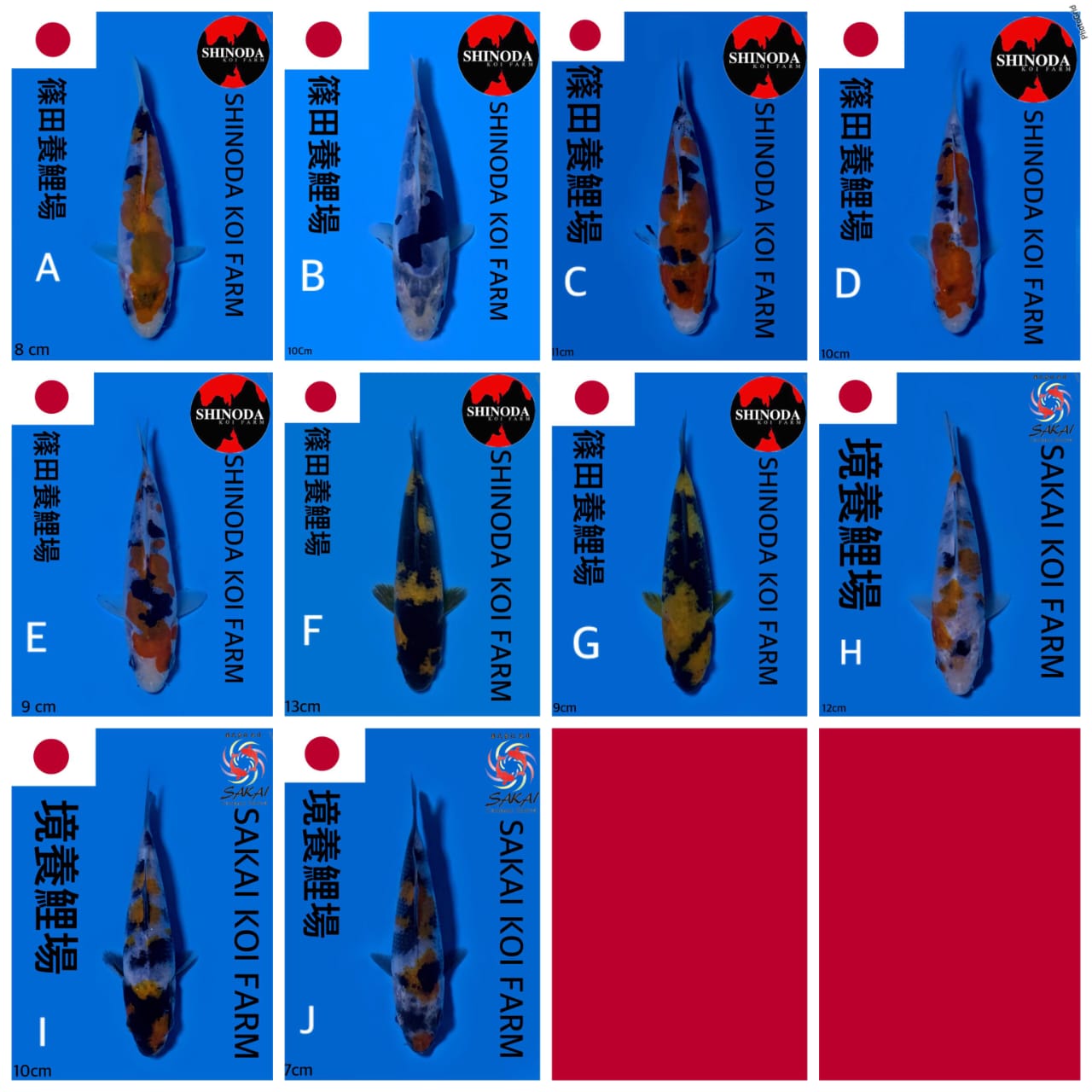 Lelang Koi Online, Jual Beli Ikan Koi, Pasar Koi Terbaik, Agen Lelang Koi, Penawaran Koi Berkualitas, Harga Jual Koi, Lelang Ikan Koi Import, Beli Koi Online, Jual Koi Murah, Koi Showroom, Penjual Koi Terpercaya, Lelang Koi Jakarta, Jual Koi Lokal, Koi Kualitas Unggul, Harga Terbaik Koi, Jual Koi Indukan, Lelang Ikan Hias Koi, Pasar Koi Indonesia, Beli Koi Berkualitas Tinggi, Koi Farm Terbesar, Jual Beli Koi Impor, Lelang Ikan Koi Kualitas Premium, Daftar Harga Koi Terbaru, Pusat Jual Beli Koi, Info Lelang Koi Hari Ini.