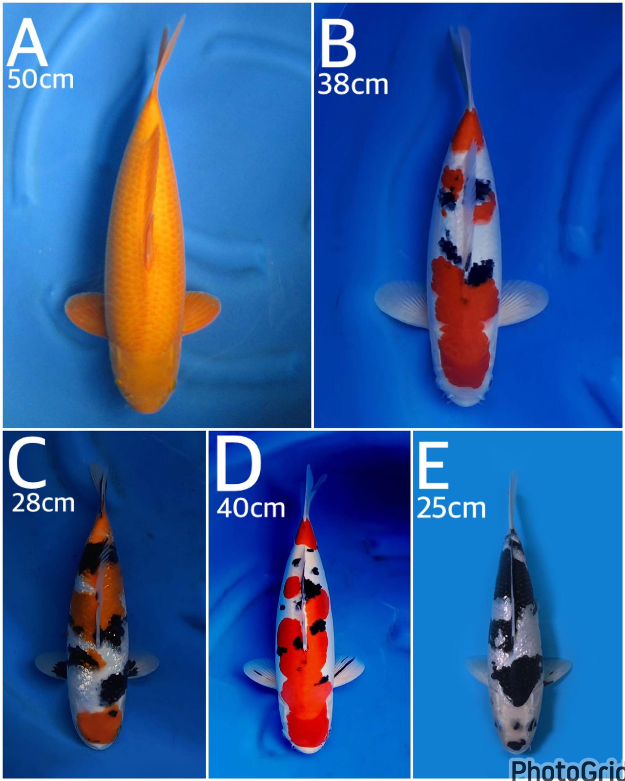 Lelang Koi Online, Jual Beli Ikan Koi, Pasar Koi Terbaik, Agen Lelang Koi, Penawaran Koi Berkualitas, Harga Jual Koi, Lelang Ikan Koi Import, Beli Koi Online, Jual Koi Murah, Koi Showroom, Penjual Koi Terpercaya, Lelang Koi Jakarta, Jual Koi Lokal, Koi Kualitas Unggul, Harga Terbaik Koi, Jual Koi Indukan, Lelang Ikan Hias Koi, Pasar Koi Indonesia, Beli Koi Berkualitas Tinggi, Koi Farm Terbesar, Jual Beli Koi Impor, Lelang Ikan Koi Kualitas Premium, Daftar Harga Koi Terbaru, Pusat Jual Beli Koi, Info Lelang Koi Hari Ini.