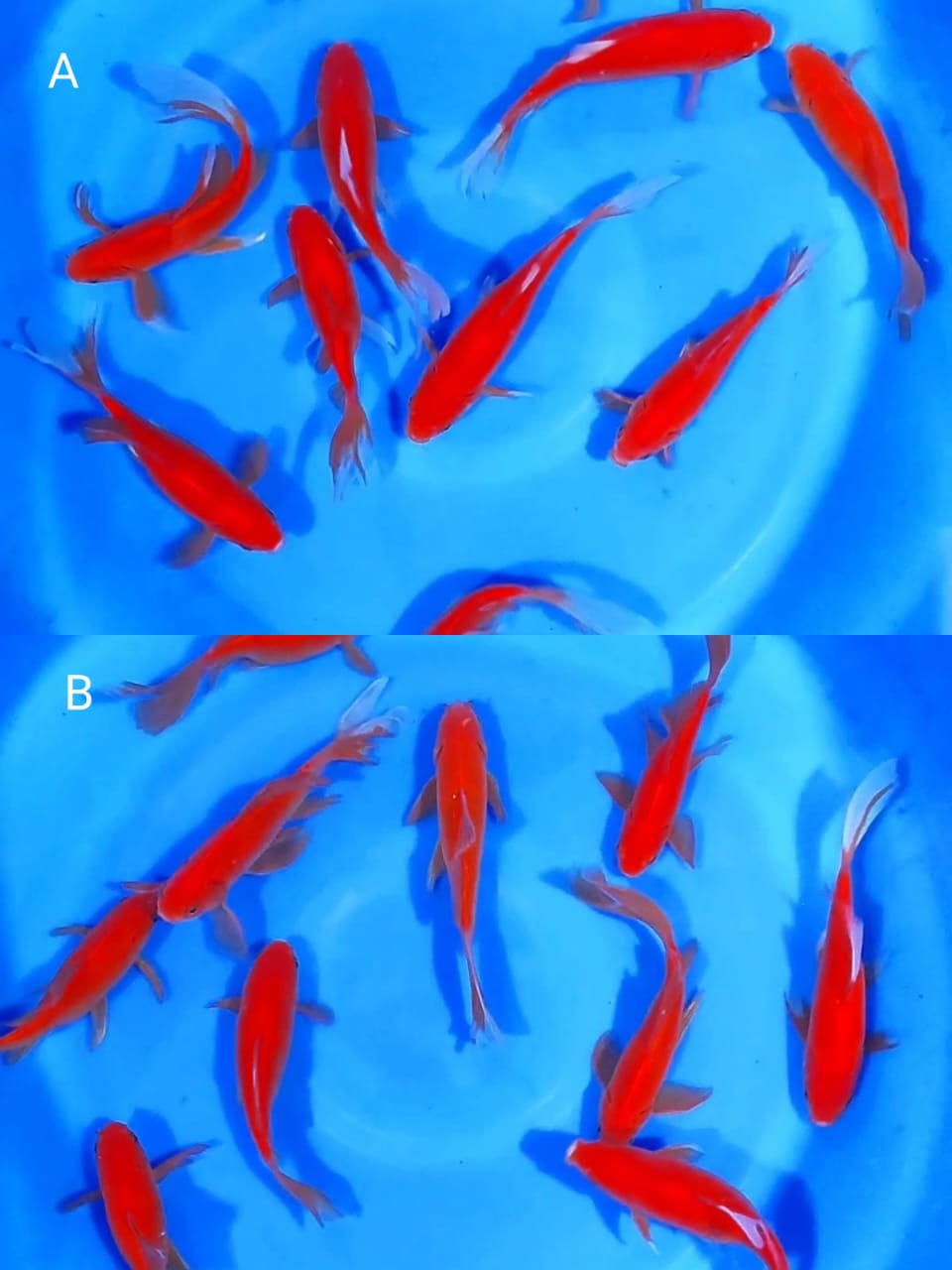 Lelang Koi Online, Jual Beli Ikan Koi, Pasar Koi Terbaik, Agen Lelang Koi, Penawaran Koi Berkualitas, Harga Jual Koi, Lelang Ikan Koi Import, Beli Koi Online, Jual Koi Murah, Koi Showroom, Penjual Koi Terpercaya, Lelang Koi Jakarta, Jual Koi Lokal, Koi Kualitas Unggul, Harga Terbaik Koi, Jual Koi Indukan, Lelang Ikan Hias Koi, Pasar Koi Indonesia, Beli Koi Berkualitas Tinggi, Koi Farm Terbesar, Jual Beli Koi Impor, Lelang Ikan Koi Kualitas Premium, Daftar Harga Koi Terbaru, Pusat Jual Beli Koi, Info Lelang Koi Hari Ini.