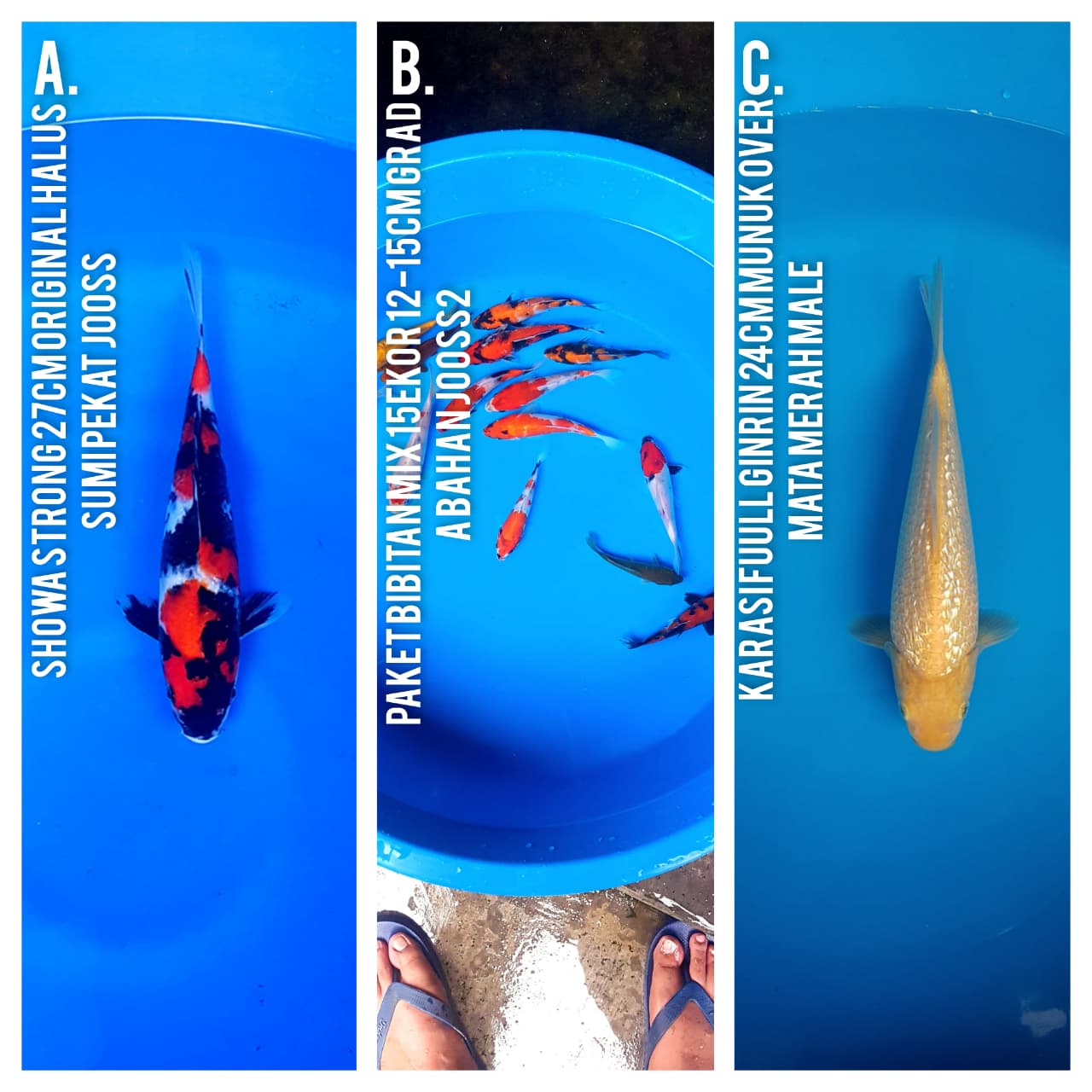 Lelang Koi Online, Jual Beli Ikan Koi, Pasar Koi Terbaik, Agen Lelang Koi, Penawaran Koi Berkualitas, Harga Jual Koi, Lelang Ikan Koi Import, Beli Koi Online, Jual Koi Murah, Koi Showroom, Penjual Koi Terpercaya, Lelang Koi Jakarta, Jual Koi Lokal, Koi Kualitas Unggul, Harga Terbaik Koi, Jual Koi Indukan, Lelang Ikan Hias Koi, Pasar Koi Indonesia, Beli Koi Berkualitas Tinggi, Koi Farm Terbesar, Jual Beli Koi Impor, Lelang Ikan Koi Kualitas Premium, Daftar Harga Koi Terbaru, Pusat Jual Beli Koi, Info Lelang Koi Hari Ini.