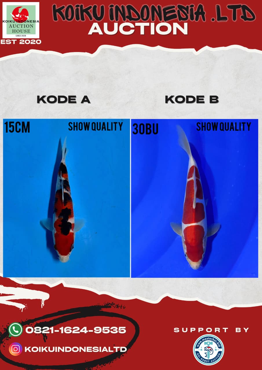 Lelang Koi Online, Jual Beli Ikan Koi, Pasar Koi Terbaik, Agen Lelang Koi, Penawaran Koi Berkualitas, Harga Jual Koi, Lelang Ikan Koi Import, Beli Koi Online, Jual Koi Murah, Koi Showroom, Penjual Koi Terpercaya, Lelang Koi Jakarta, Jual Koi Lokal, Koi Kualitas Unggul, Harga Terbaik Koi, Jual Koi Indukan, Lelang Ikan Hias Koi, Pasar Koi Indonesia, Beli Koi Berkualitas Tinggi, Koi Farm Terbesar, Jual Beli Koi Impor, Lelang Ikan Koi Kualitas Premium, Daftar Harga Koi Terbaru, Pusat Jual Beli Koi, Info Lelang Koi Hari Ini.