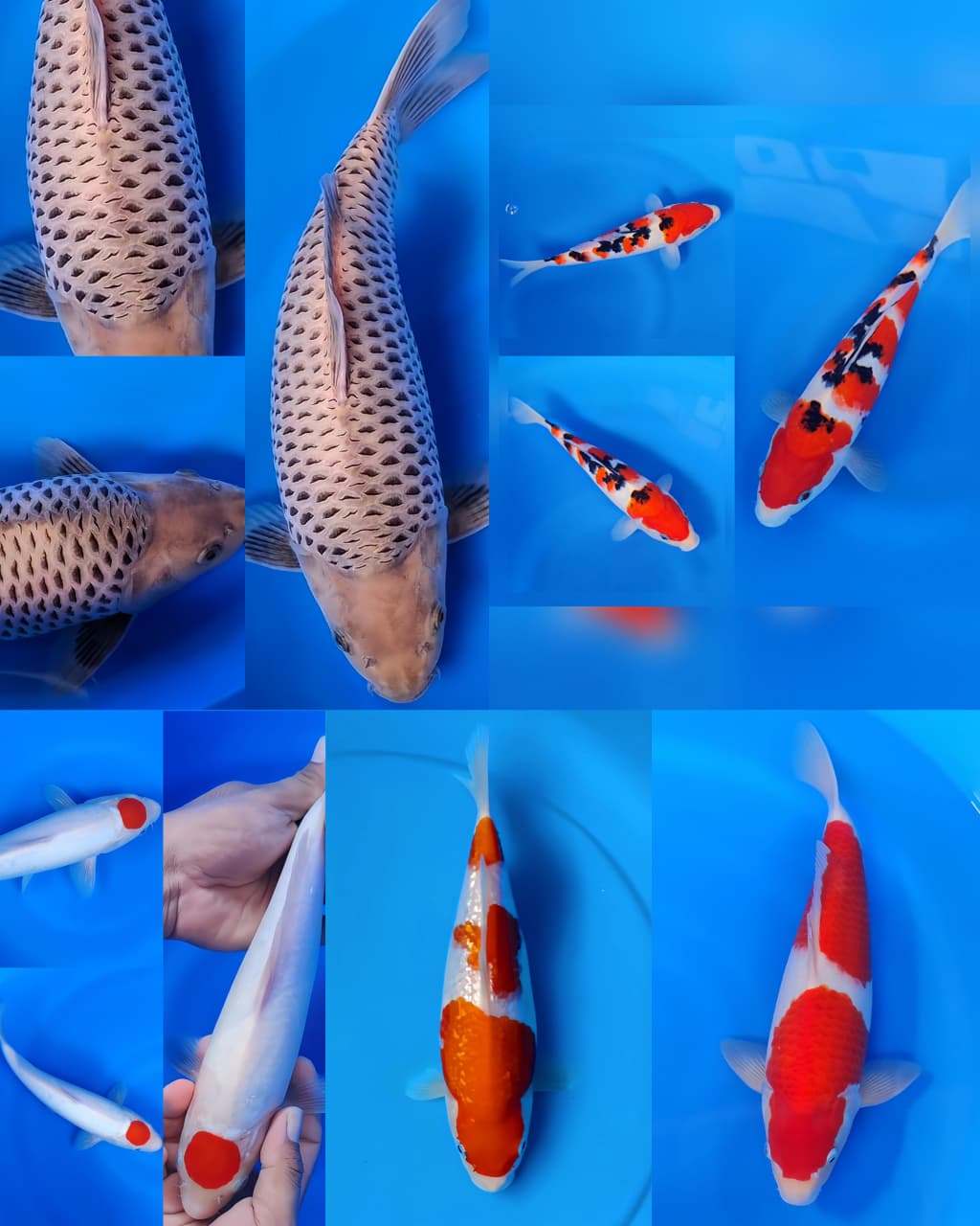 Lelang Koi Online, Jual Beli Ikan Koi, Pasar Koi Terbaik, Agen Lelang Koi, Penawaran Koi Berkualitas, Harga Jual Koi, Lelang Ikan Koi Import, Beli Koi Online, Jual Koi Murah, Koi Showroom, Penjual Koi Terpercaya, Lelang Koi Jakarta, Jual Koi Lokal, Koi Kualitas Unggul, Harga Terbaik Koi, Jual Koi Indukan, Lelang Ikan Hias Koi, Pasar Koi Indonesia, Beli Koi Berkualitas Tinggi, Koi Farm Terbesar, Jual Beli Koi Impor, Lelang Ikan Koi Kualitas Premium, Daftar Harga Koi Terbaru, Pusat Jual Beli Koi, Info Lelang Koi Hari Ini.