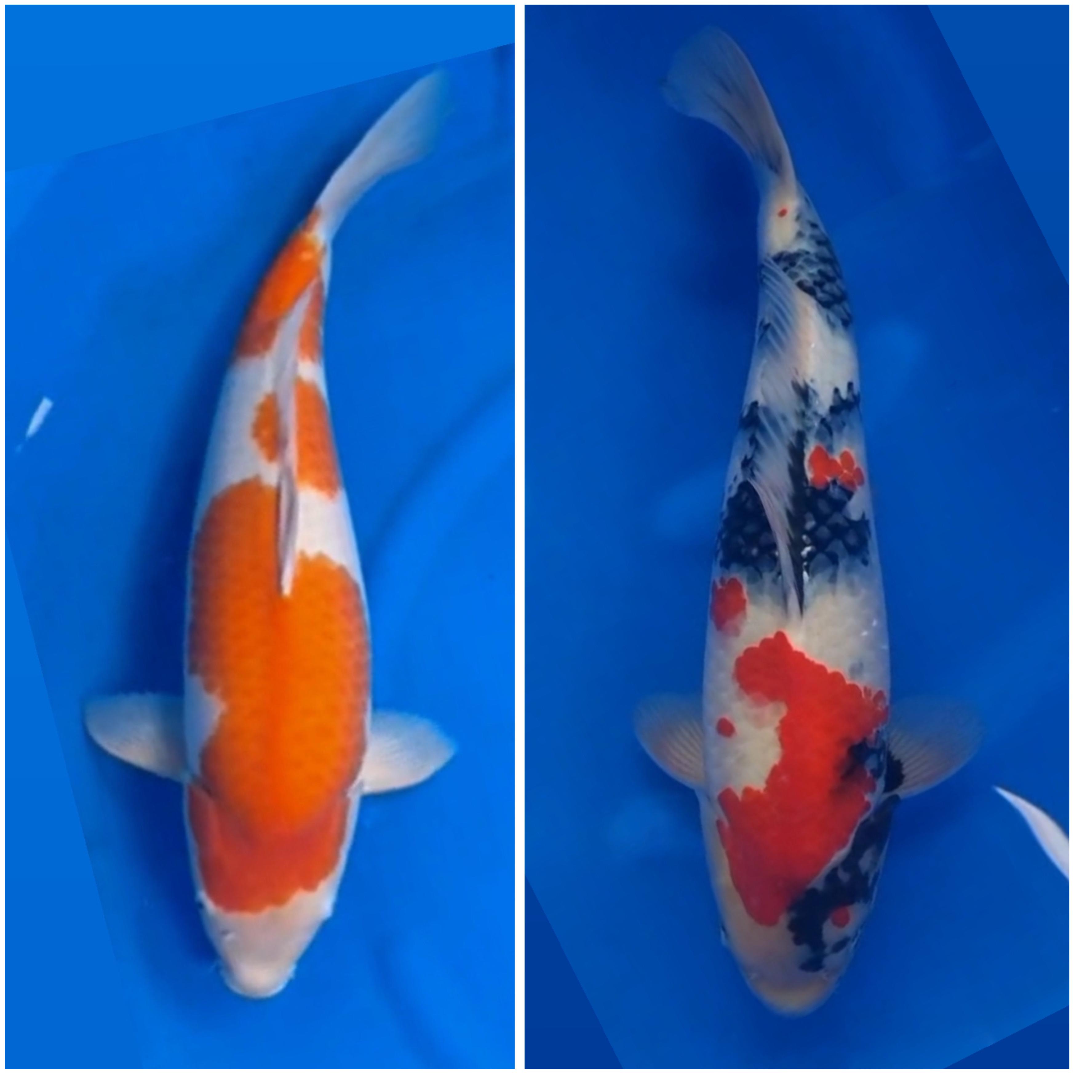 Lelang Koi Online, Jual Beli Ikan Koi, Pasar Koi Terbaik, Agen Lelang Koi, Penawaran Koi Berkualitas, Harga Jual Koi, Lelang Ikan Koi Import, Beli Koi Online, Jual Koi Murah, Koi Showroom, Penjual Koi Terpercaya, Lelang Koi Jakarta, Jual Koi Lokal, Koi Kualitas Unggul, Harga Terbaik Koi, Jual Koi Indukan, Lelang Ikan Hias Koi, Pasar Koi Indonesia, Beli Koi Berkualitas Tinggi, Koi Farm Terbesar, Jual Beli Koi Impor, Lelang Ikan Koi Kualitas Premium, Daftar Harga Koi Terbaru, Pusat Jual Beli Koi, Info Lelang Koi Hari Ini.