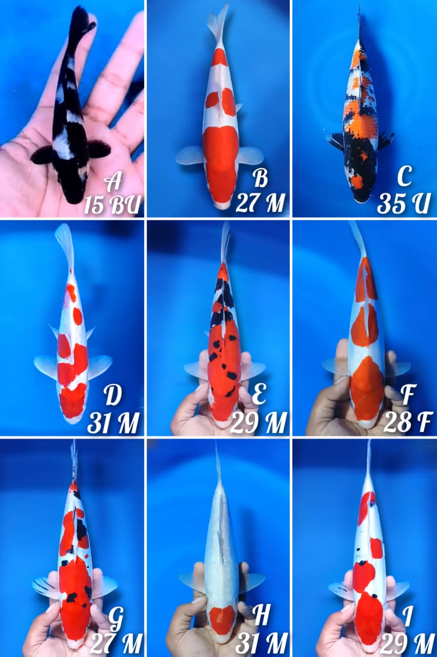 Lelang Koi Online, Jual Beli Ikan Koi, Pasar Koi Terbaik, Agen Lelang Koi, Penawaran Koi Berkualitas, Harga Jual Koi, Lelang Ikan Koi Import, Beli Koi Online, Jual Koi Murah, Koi Showroom, Penjual Koi Terpercaya, Lelang Koi Jakarta, Jual Koi Lokal, Koi Kualitas Unggul, Harga Terbaik Koi, Jual Koi Indukan, Lelang Ikan Hias Koi, Pasar Koi Indonesia, Beli Koi Berkualitas Tinggi, Koi Farm Terbesar, Jual Beli Koi Impor, Lelang Ikan Koi Kualitas Premium, Daftar Harga Koi Terbaru, Pusat Jual Beli Koi, Info Lelang Koi Hari Ini.