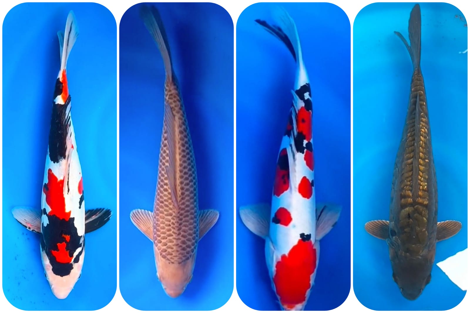 Lelang Koi Online, Jual Beli Ikan Koi, Pasar Koi Terbaik, Agen Lelang Koi, Penawaran Koi Berkualitas, Harga Jual Koi, Lelang Ikan Koi Import, Beli Koi Online, Jual Koi Murah, Koi Showroom, Penjual Koi Terpercaya, Lelang Koi Jakarta, Jual Koi Lokal, Koi Kualitas Unggul, Harga Terbaik Koi, Jual Koi Indukan, Lelang Ikan Hias Koi, Pasar Koi Indonesia, Beli Koi Berkualitas Tinggi, Koi Farm Terbesar, Jual Beli Koi Impor, Lelang Ikan Koi Kualitas Premium, Daftar Harga Koi Terbaru, Pusat Jual Beli Koi, Info Lelang Koi Hari Ini.