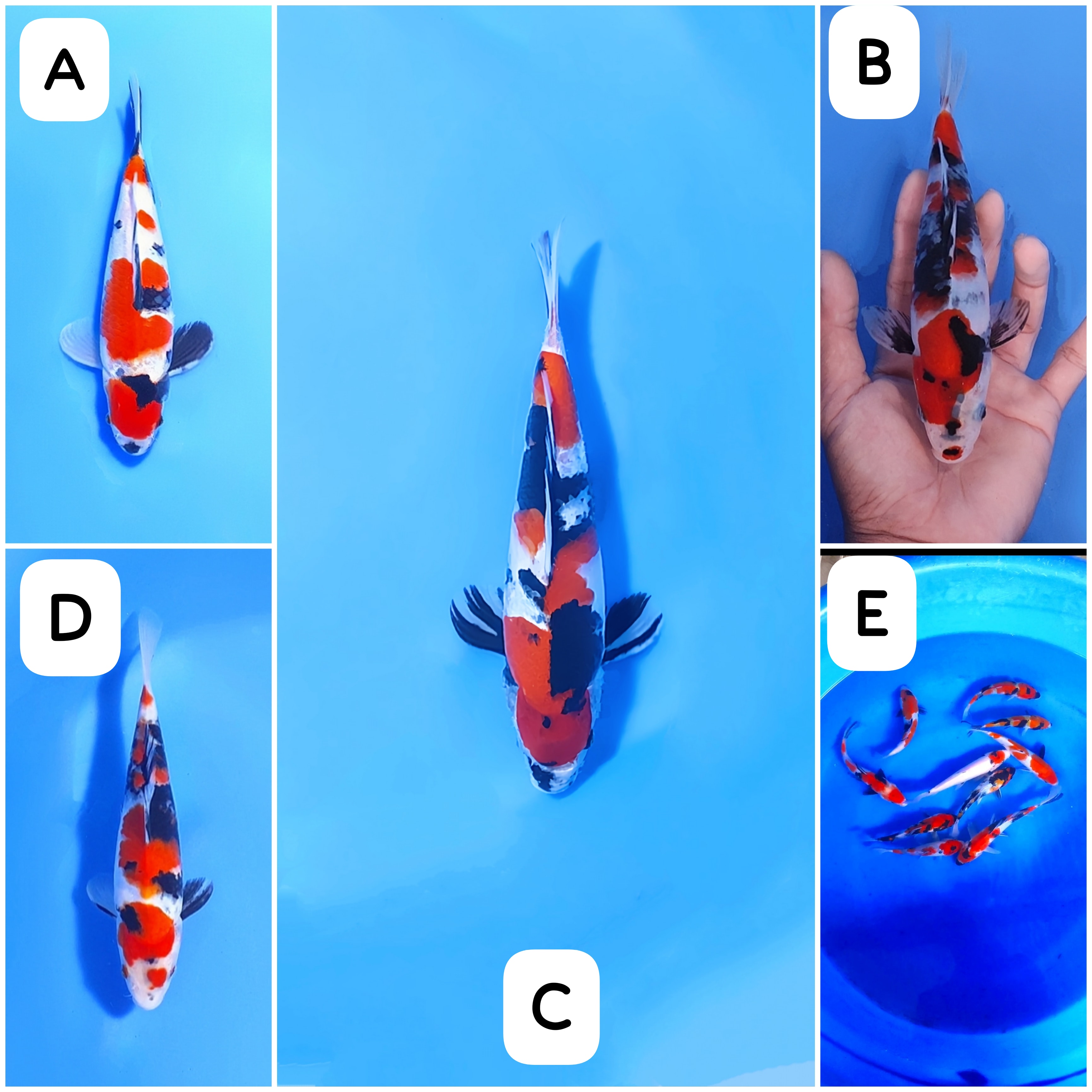 Lelang Koi Online, Jual Beli Ikan Koi, Pasar Koi Terbaik, Agen Lelang Koi, Penawaran Koi Berkualitas, Harga Jual Koi, Lelang Ikan Koi Import, Beli Koi Online, Jual Koi Murah, Koi Showroom, Penjual Koi Terpercaya, Lelang Koi Jakarta, Jual Koi Lokal, Koi Kualitas Unggul, Harga Terbaik Koi, Jual Koi Indukan, Lelang Ikan Hias Koi, Pasar Koi Indonesia, Beli Koi Berkualitas Tinggi, Koi Farm Terbesar, Jual Beli Koi Impor, Lelang Ikan Koi Kualitas Premium, Daftar Harga Koi Terbaru, Pusat Jual Beli Koi, Info Lelang Koi Hari Ini.