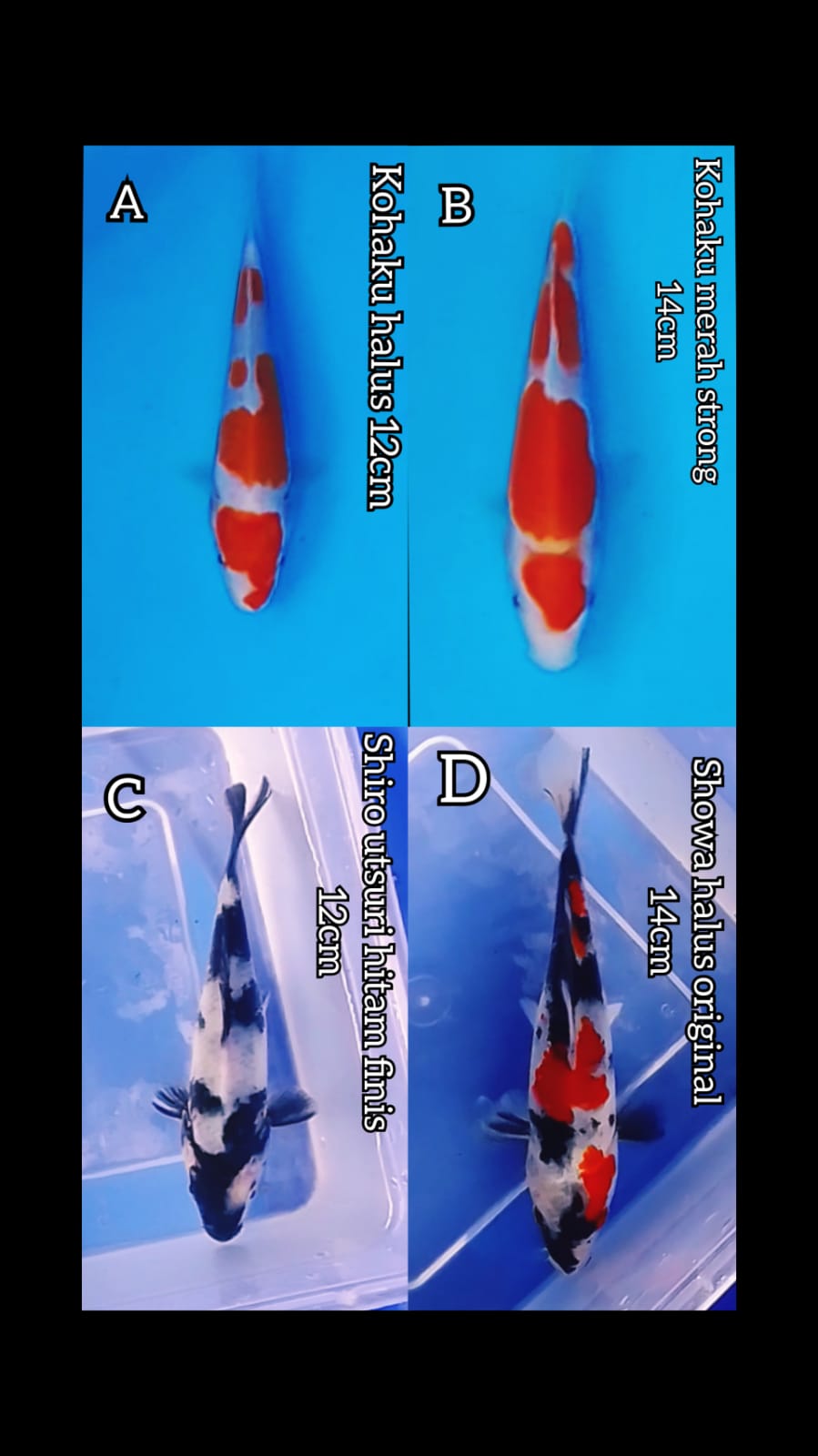Lelang Koi Online, Jual Beli Ikan Koi, Pasar Koi Terbaik, Agen Lelang Koi, Penawaran Koi Berkualitas, Harga Jual Koi, Lelang Ikan Koi Import, Beli Koi Online, Jual Koi Murah, Koi Showroom, Penjual Koi Terpercaya, Lelang Koi Jakarta, Jual Koi Lokal, Koi Kualitas Unggul, Harga Terbaik Koi, Jual Koi Indukan, Lelang Ikan Hias Koi, Pasar Koi Indonesia, Beli Koi Berkualitas Tinggi, Koi Farm Terbesar, Jual Beli Koi Impor, Lelang Ikan Koi Kualitas Premium, Daftar Harga Koi Terbaru, Pusat Jual Beli Koi, Info Lelang Koi Hari Ini.