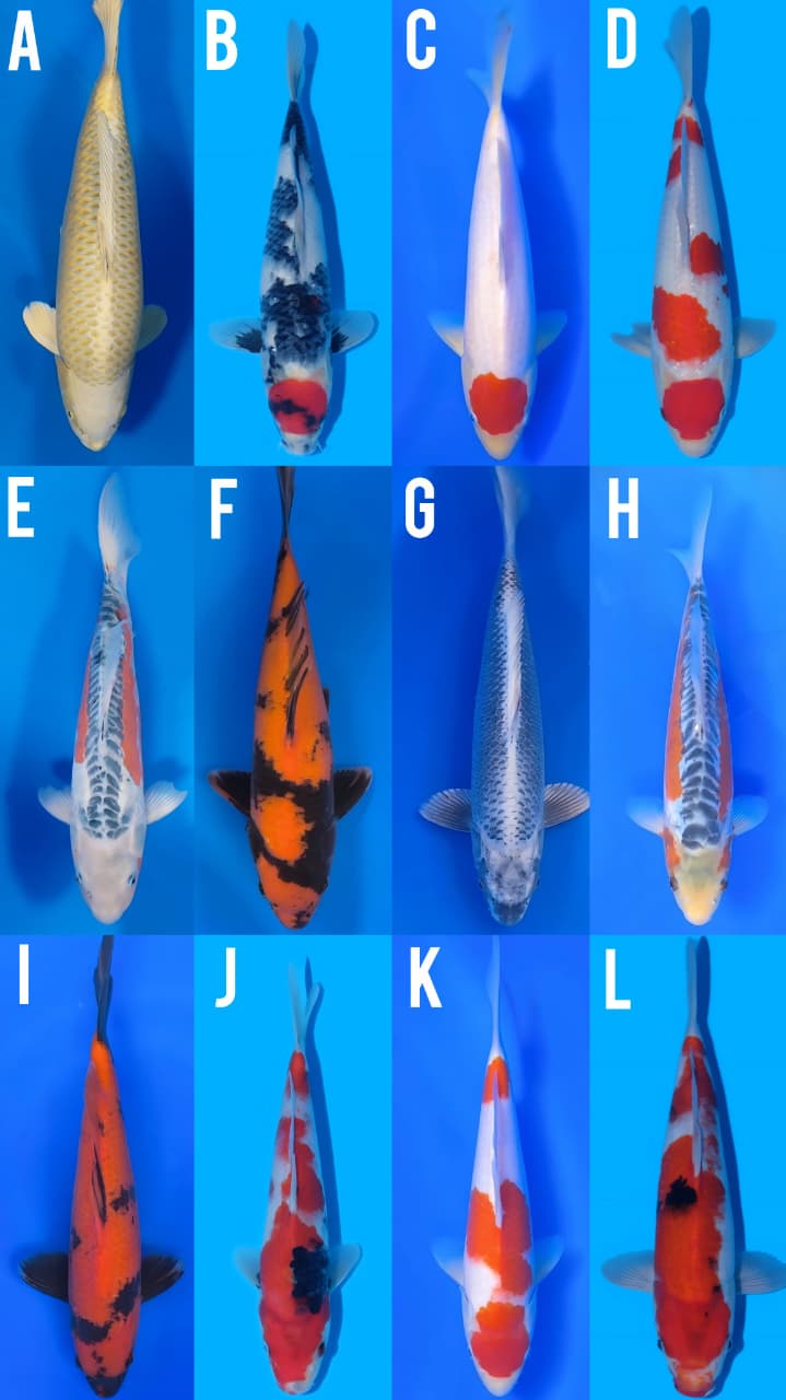Lelang Koi Online, Jual Beli Ikan Koi, Pasar Koi Terbaik, Agen Lelang Koi, Penawaran Koi Berkualitas, Harga Jual Koi, Lelang Ikan Koi Import, Beli Koi Online, Jual Koi Murah, Koi Showroom, Penjual Koi Terpercaya, Lelang Koi Jakarta, Jual Koi Lokal, Koi Kualitas Unggul, Harga Terbaik Koi, Jual Koi Indukan, Lelang Ikan Hias Koi, Pasar Koi Indonesia, Beli Koi Berkualitas Tinggi, Koi Farm Terbesar, Jual Beli Koi Impor, Lelang Ikan Koi Kualitas Premium, Daftar Harga Koi Terbaru, Pusat Jual Beli Koi, Info Lelang Koi Hari Ini.