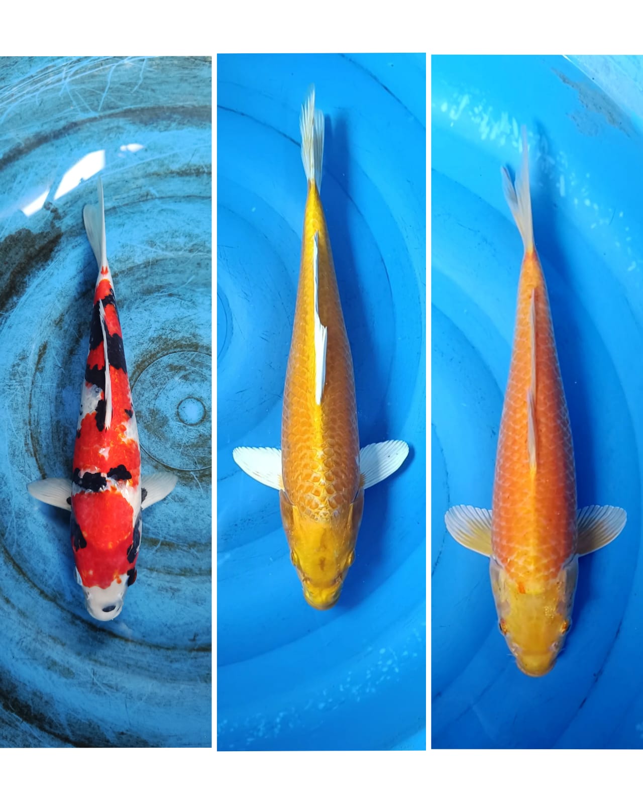 Lelang Koi Online, Jual Beli Ikan Koi, Pasar Koi Terbaik, Agen Lelang Koi, Penawaran Koi Berkualitas, Harga Jual Koi, Lelang Ikan Koi Import, Beli Koi Online, Jual Koi Murah, Koi Showroom, Penjual Koi Terpercaya, Lelang Koi Jakarta, Jual Koi Lokal, Koi Kualitas Unggul, Harga Terbaik Koi, Jual Koi Indukan, Lelang Ikan Hias Koi, Pasar Koi Indonesia, Beli Koi Berkualitas Tinggi, Koi Farm Terbesar, Jual Beli Koi Impor, Lelang Ikan Koi Kualitas Premium, Daftar Harga Koi Terbaru, Pusat Jual Beli Koi, Info Lelang Koi Hari Ini.