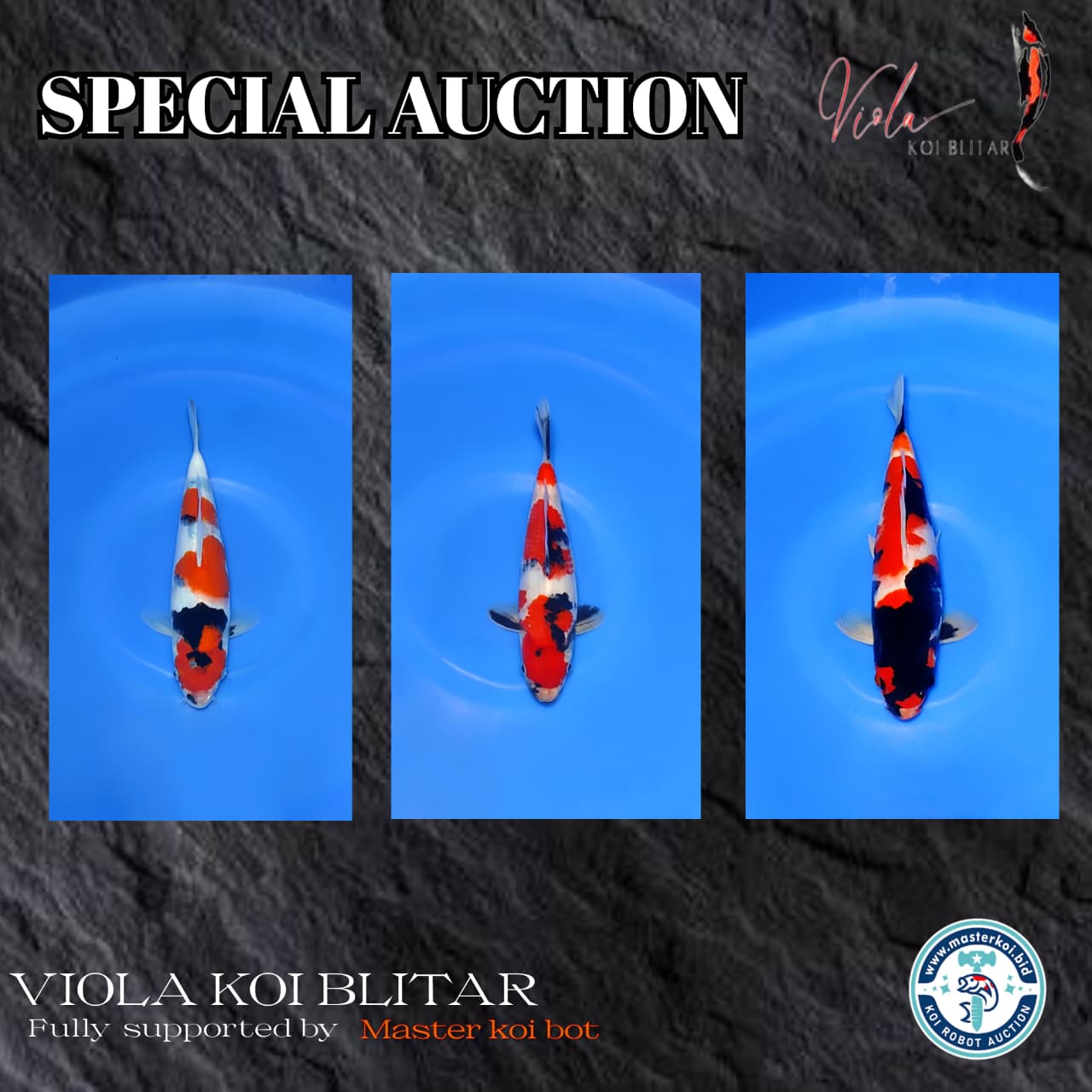Lelang Koi Online, Jual Beli Ikan Koi, Pasar Koi Terbaik, Agen Lelang Koi, Penawaran Koi Berkualitas, Harga Jual Koi, Lelang Ikan Koi Import, Beli Koi Online, Jual Koi Murah, Koi Showroom, Penjual Koi Terpercaya, Lelang Koi Jakarta, Jual Koi Lokal, Koi Kualitas Unggul, Harga Terbaik Koi, Jual Koi Indukan, Lelang Ikan Hias Koi, Pasar Koi Indonesia, Beli Koi Berkualitas Tinggi, Koi Farm Terbesar, Jual Beli Koi Impor, Lelang Ikan Koi Kualitas Premium, Daftar Harga Koi Terbaru, Pusat Jual Beli Koi, Info Lelang Koi Hari Ini.