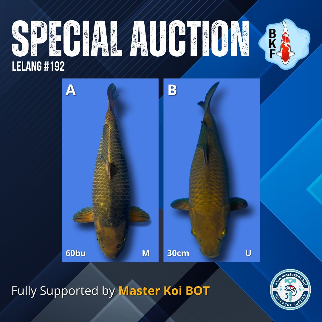 Lelang Koi Online, Jual Beli Ikan Koi, Pasar Koi Terbaik, Agen Lelang Koi, Penawaran Koi Berkualitas, Harga Jual Koi, Lelang Ikan Koi Import, Beli Koi Online, Jual Koi Murah, Koi Showroom, Penjual Koi Terpercaya, Lelang Koi Jakarta, Jual Koi Lokal, Koi Kualitas Unggul, Harga Terbaik Koi, Jual Koi Indukan, Lelang Ikan Hias Koi, Pasar Koi Indonesia, Beli Koi Berkualitas Tinggi, Koi Farm Terbesar, Jual Beli Koi Impor, Lelang Ikan Koi Kualitas Premium, Daftar Harga Koi Terbaru, Pusat Jual Beli Koi, Info Lelang Koi Hari Ini.