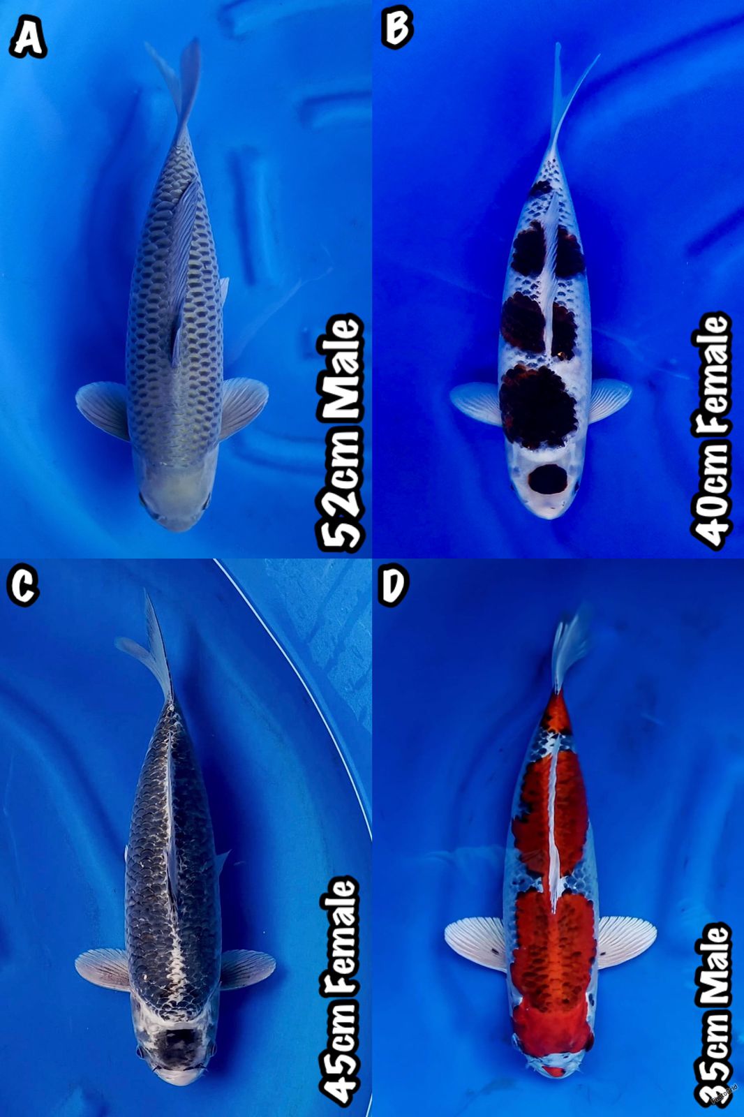 Lelang Koi Online, Jual Beli Ikan Koi, Pasar Koi Terbaik, Agen Lelang Koi, Penawaran Koi Berkualitas, Harga Jual Koi, Lelang Ikan Koi Import, Beli Koi Online, Jual Koi Murah, Koi Showroom, Penjual Koi Terpercaya, Lelang Koi Jakarta, Jual Koi Lokal, Koi Kualitas Unggul, Harga Terbaik Koi, Jual Koi Indukan, Lelang Ikan Hias Koi, Pasar Koi Indonesia, Beli Koi Berkualitas Tinggi, Koi Farm Terbesar, Jual Beli Koi Impor, Lelang Ikan Koi Kualitas Premium, Daftar Harga Koi Terbaru, Pusat Jual Beli Koi, Info Lelang Koi Hari Ini.