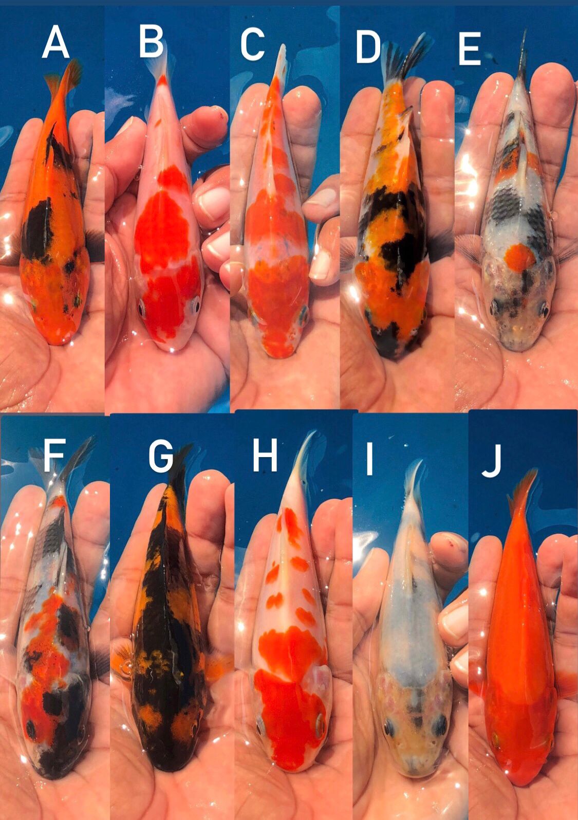 Lelang Koi Online, Jual Beli Ikan Koi, Pasar Koi Terbaik, Agen Lelang Koi, Penawaran Koi Berkualitas, Harga Jual Koi, Lelang Ikan Koi Import, Beli Koi Online, Jual Koi Murah, Koi Showroom, Penjual Koi Terpercaya, Lelang Koi Jakarta, Jual Koi Lokal, Koi Kualitas Unggul, Harga Terbaik Koi, Jual Koi Indukan, Lelang Ikan Hias Koi, Pasar Koi Indonesia, Beli Koi Berkualitas Tinggi, Koi Farm Terbesar, Jual Beli Koi Impor, Lelang Ikan Koi Kualitas Premium, Daftar Harga Koi Terbaru, Pusat Jual Beli Koi, Info Lelang Koi Hari Ini.