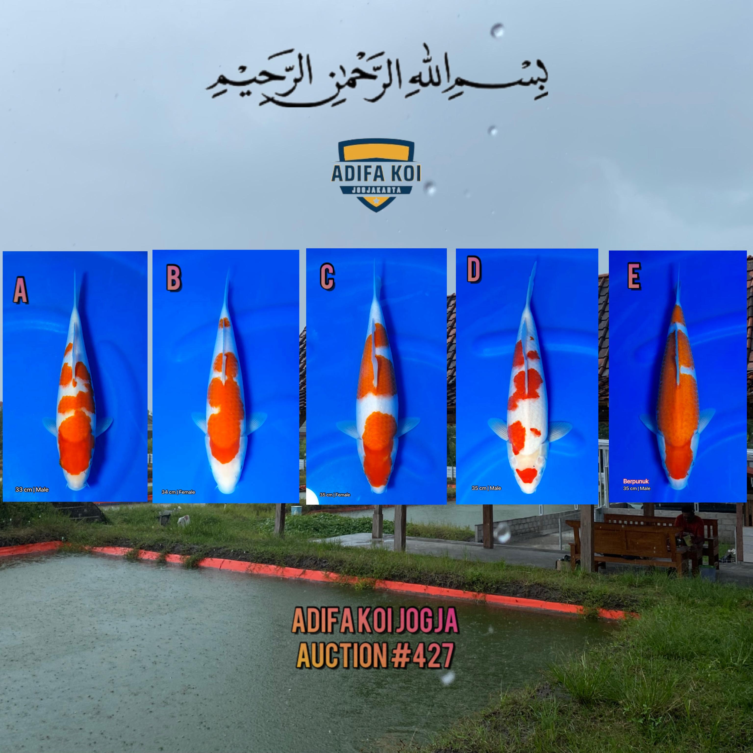 Lelang Koi Online, Jual Beli Ikan Koi, Pasar Koi Terbaik, Agen Lelang Koi, Penawaran Koi Berkualitas, Harga Jual Koi, Lelang Ikan Koi Import, Beli Koi Online, Jual Koi Murah, Koi Showroom, Penjual Koi Terpercaya, Lelang Koi Jakarta, Jual Koi Lokal, Koi Kualitas Unggul, Harga Terbaik Koi, Jual Koi Indukan, Lelang Ikan Hias Koi, Pasar Koi Indonesia, Beli Koi Berkualitas Tinggi, Koi Farm Terbesar, Jual Beli Koi Impor, Lelang Ikan Koi Kualitas Premium, Daftar Harga Koi Terbaru, Pusat Jual Beli Koi, Info Lelang Koi Hari Ini.