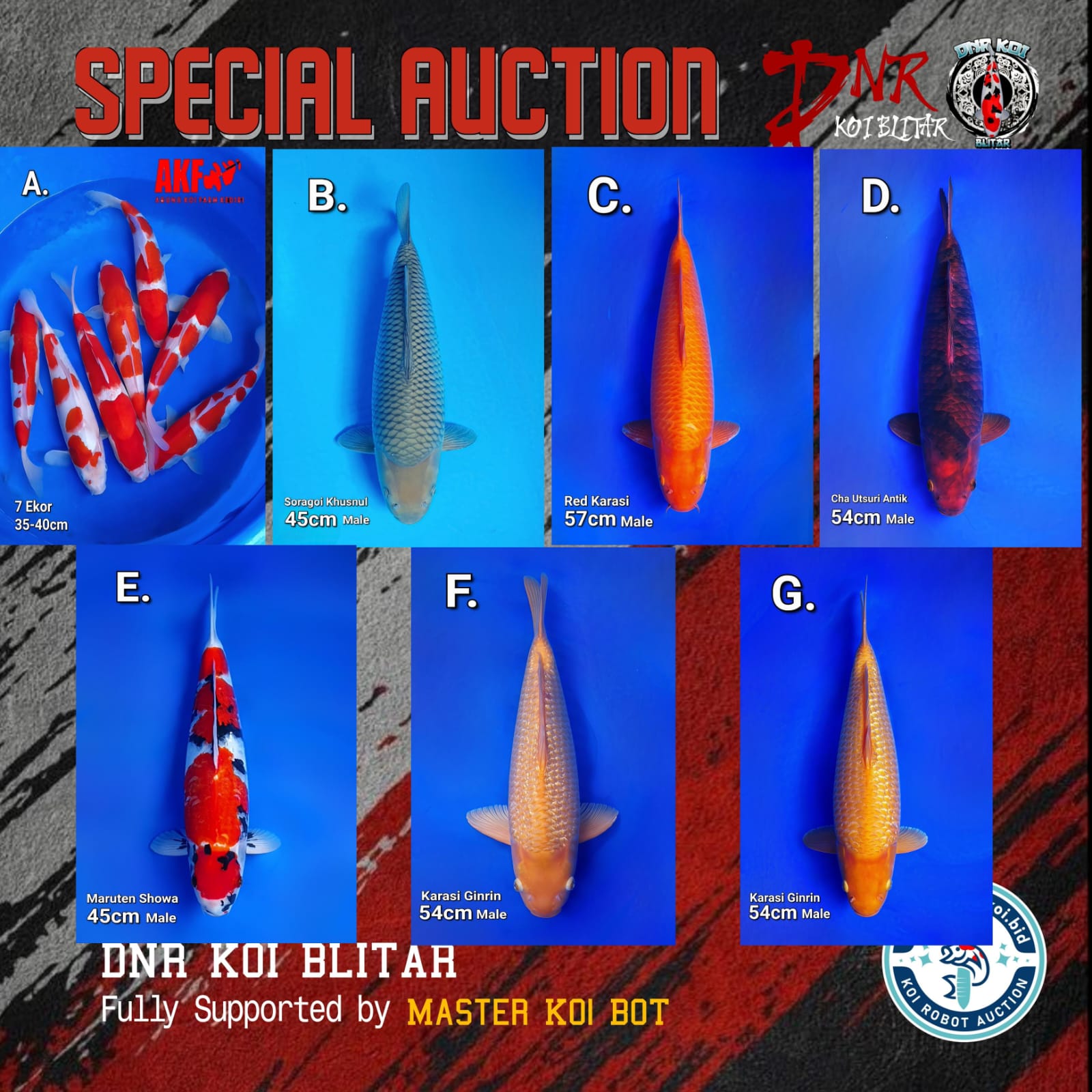 Lelang Koi Online, Jual Beli Ikan Koi, Pasar Koi Terbaik, Agen Lelang Koi, Penawaran Koi Berkualitas, Harga Jual Koi, Lelang Ikan Koi Import, Beli Koi Online, Jual Koi Murah, Koi Showroom, Penjual Koi Terpercaya, Lelang Koi Jakarta, Jual Koi Lokal, Koi Kualitas Unggul, Harga Terbaik Koi, Jual Koi Indukan, Lelang Ikan Hias Koi, Pasar Koi Indonesia, Beli Koi Berkualitas Tinggi, Koi Farm Terbesar, Jual Beli Koi Impor, Lelang Ikan Koi Kualitas Premium, Daftar Harga Koi Terbaru, Pusat Jual Beli Koi, Info Lelang Koi Hari Ini.